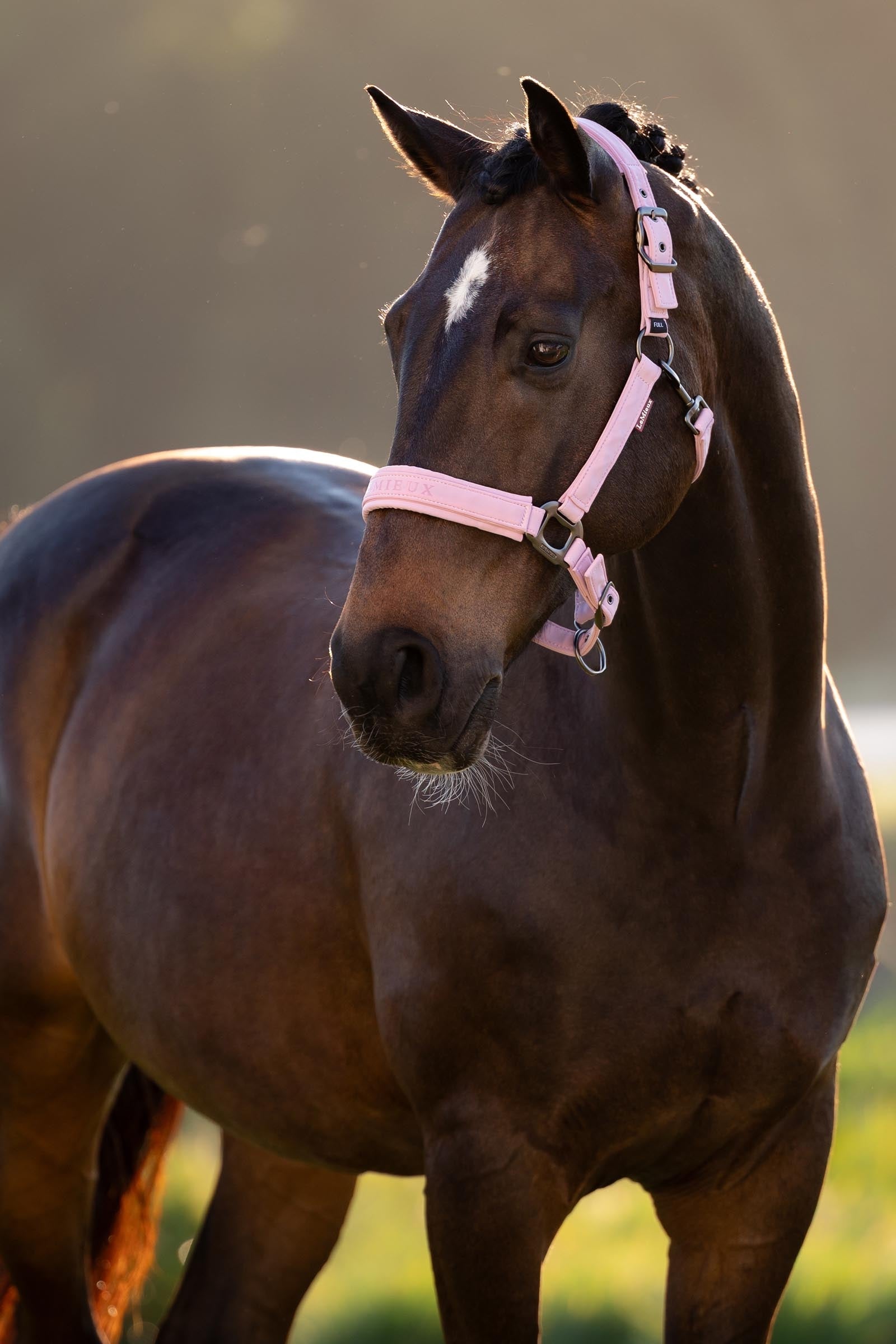 LeMieux Essence Headcollar Halters & Leads