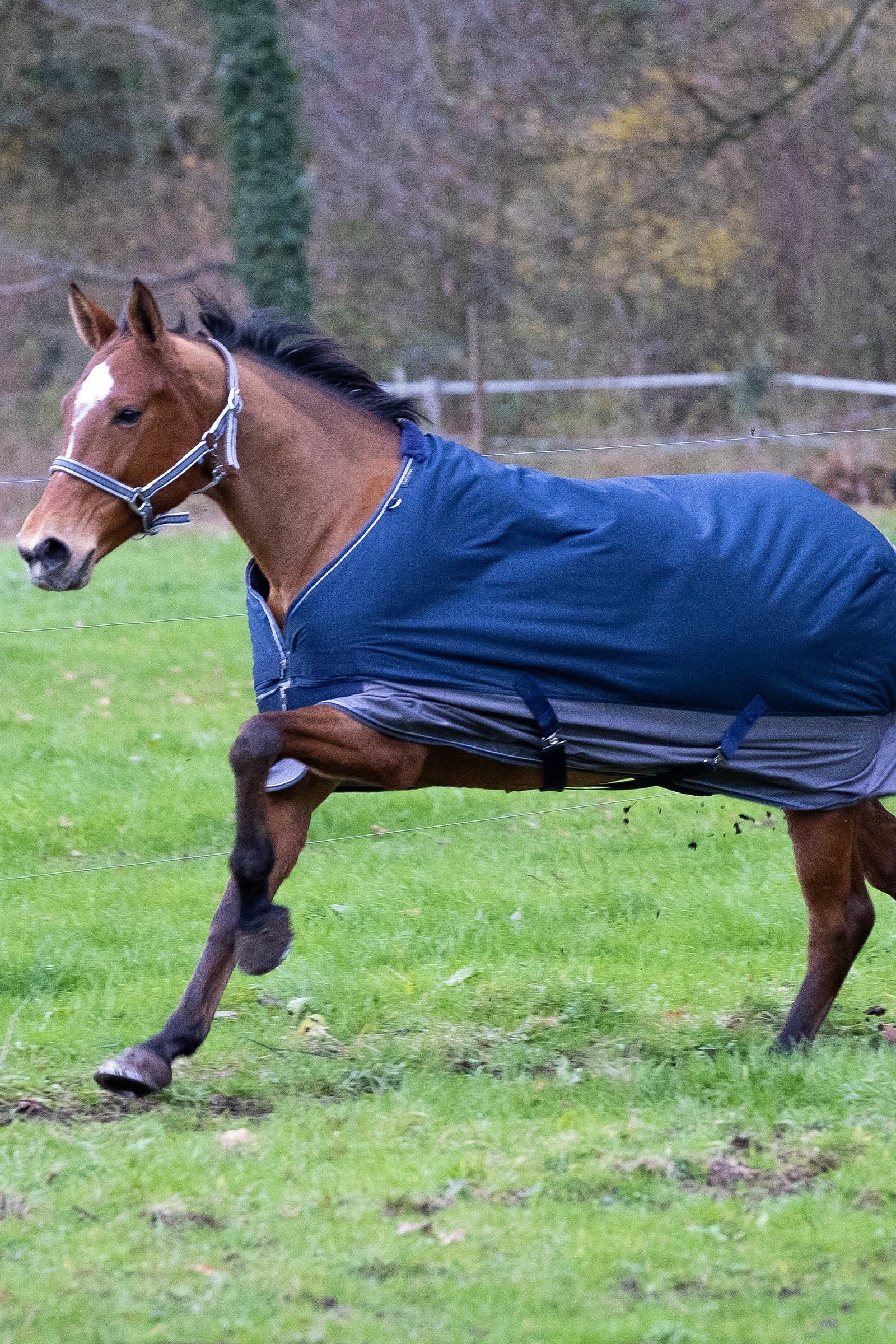 Equi Theme EQUITHÈME TYREX 600D Turnout Rug, 150g Horse Rugs