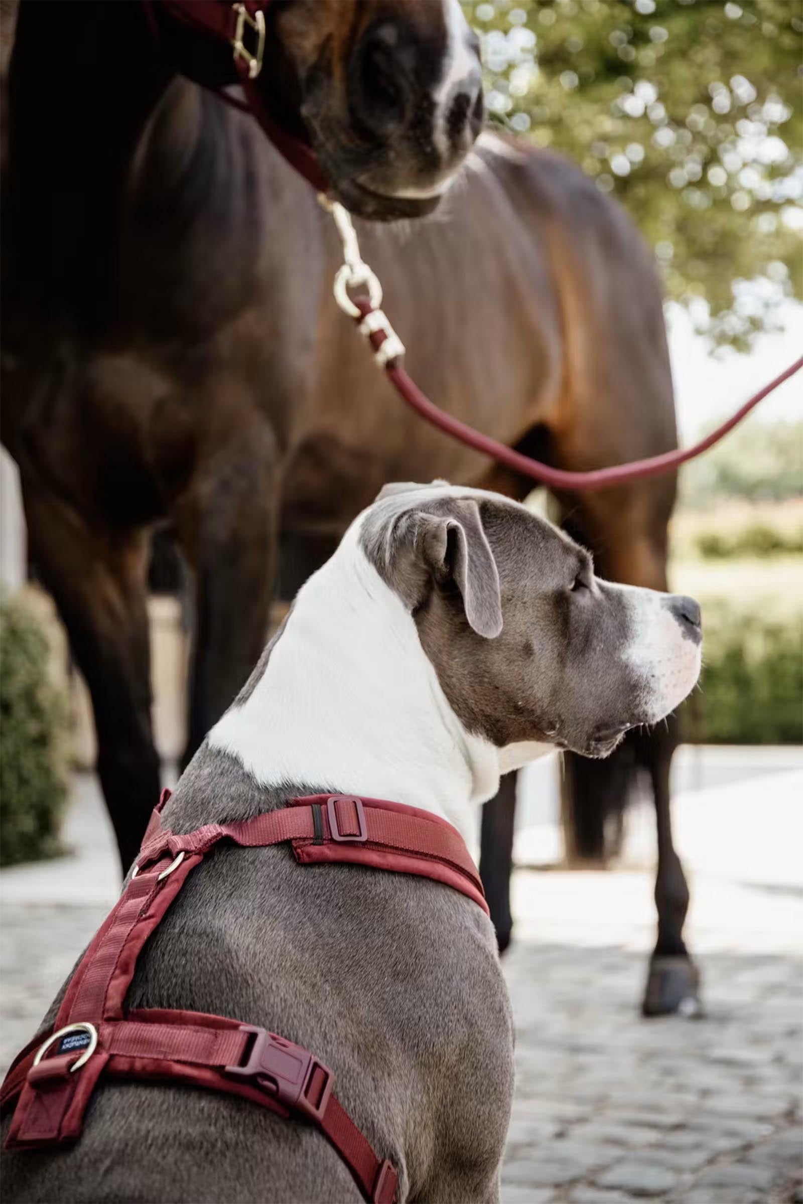 Kentucky Dogwear Active Velvet Dog Harness Dog Accesories
