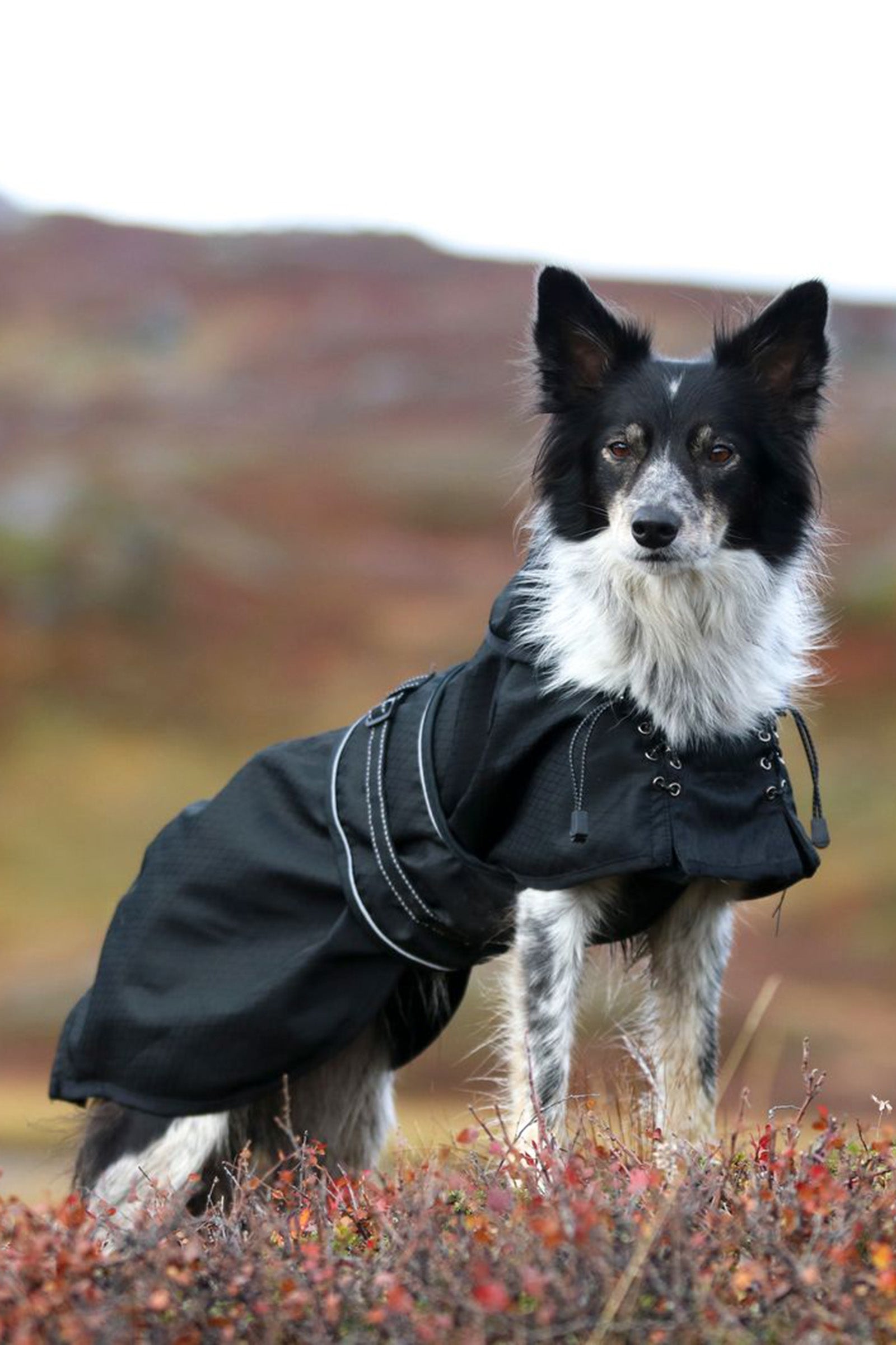 Back on Track Dog Rain Rug with no Filling, 55-74 Dog Accesories