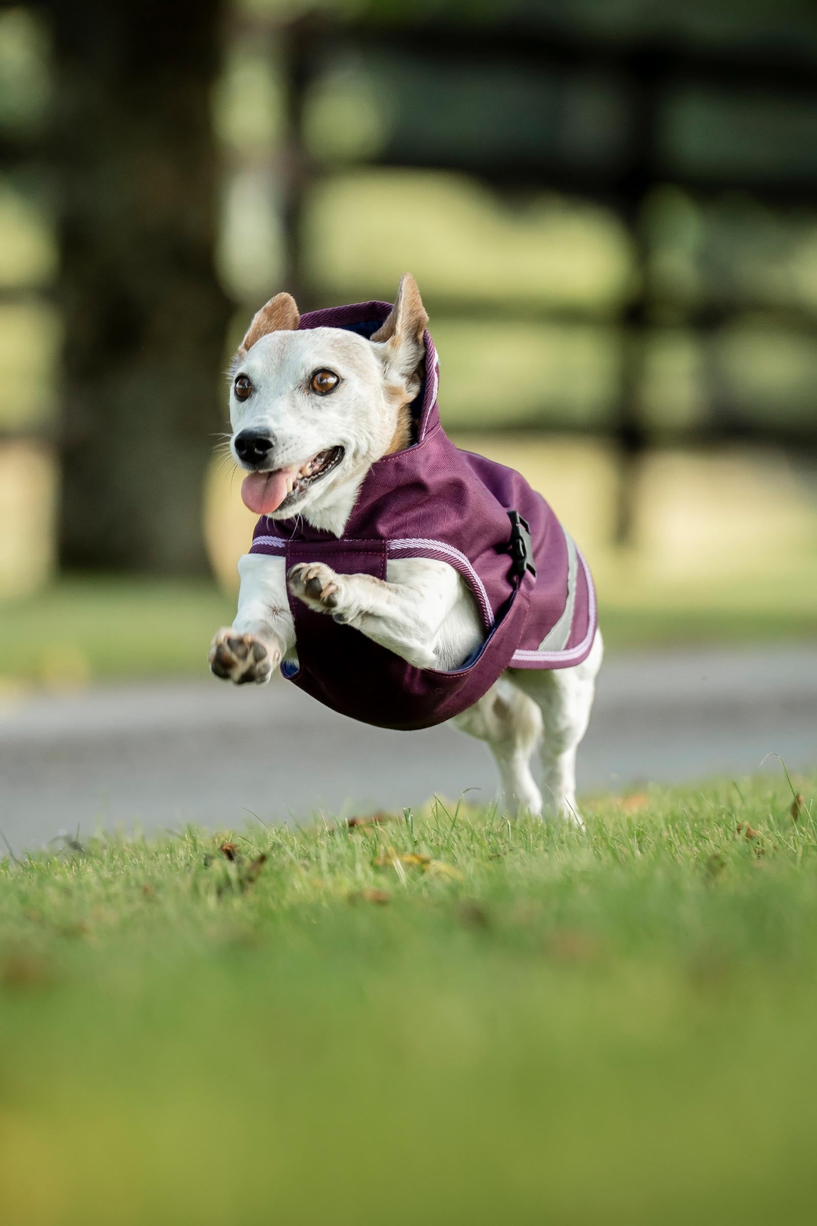 Bucas Freedom Dog Rug, 150g (50-85 cm) Dog Accesories