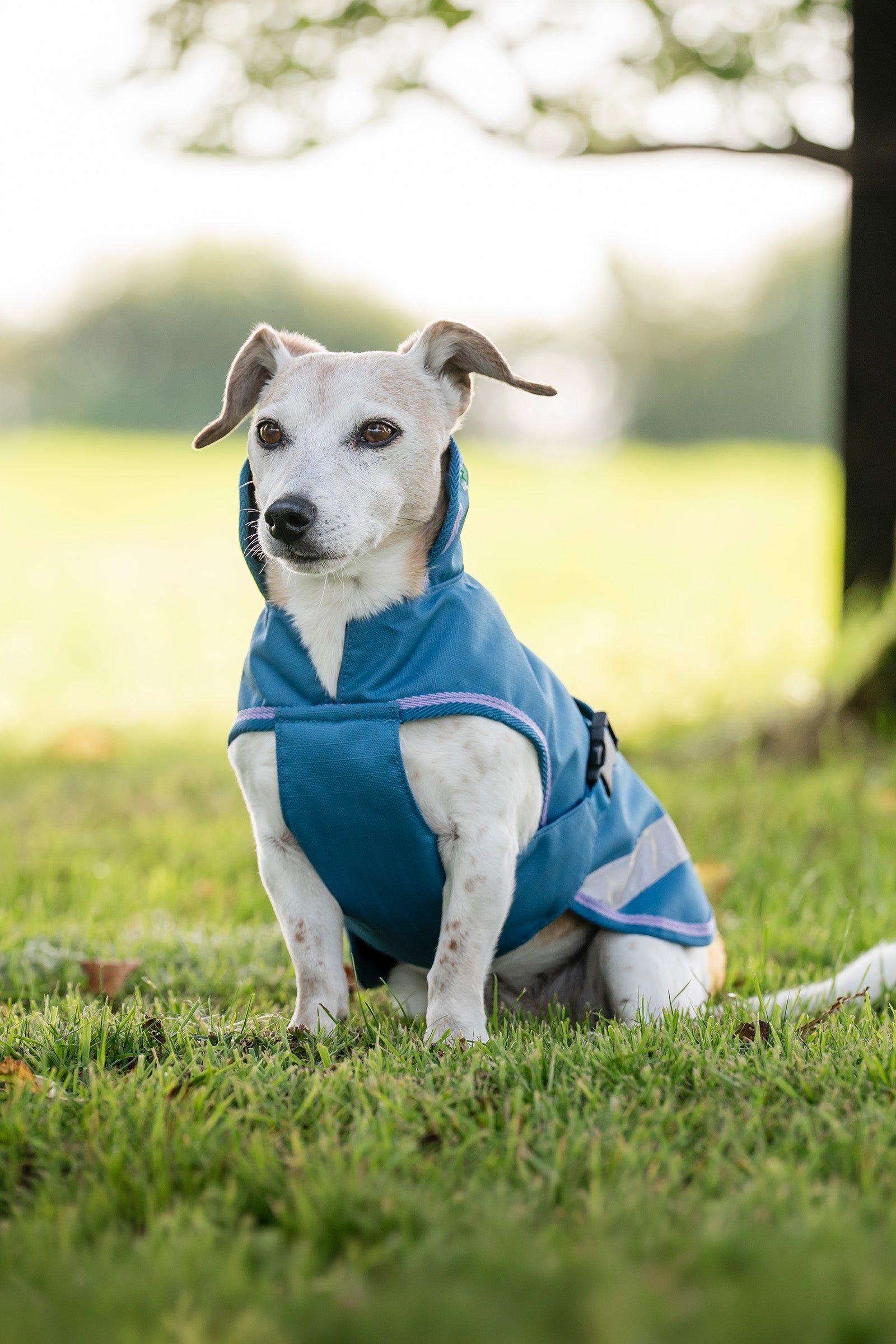 Bucas Freedom Dog Rug, 150g (50-85 cm) Dog Accesories