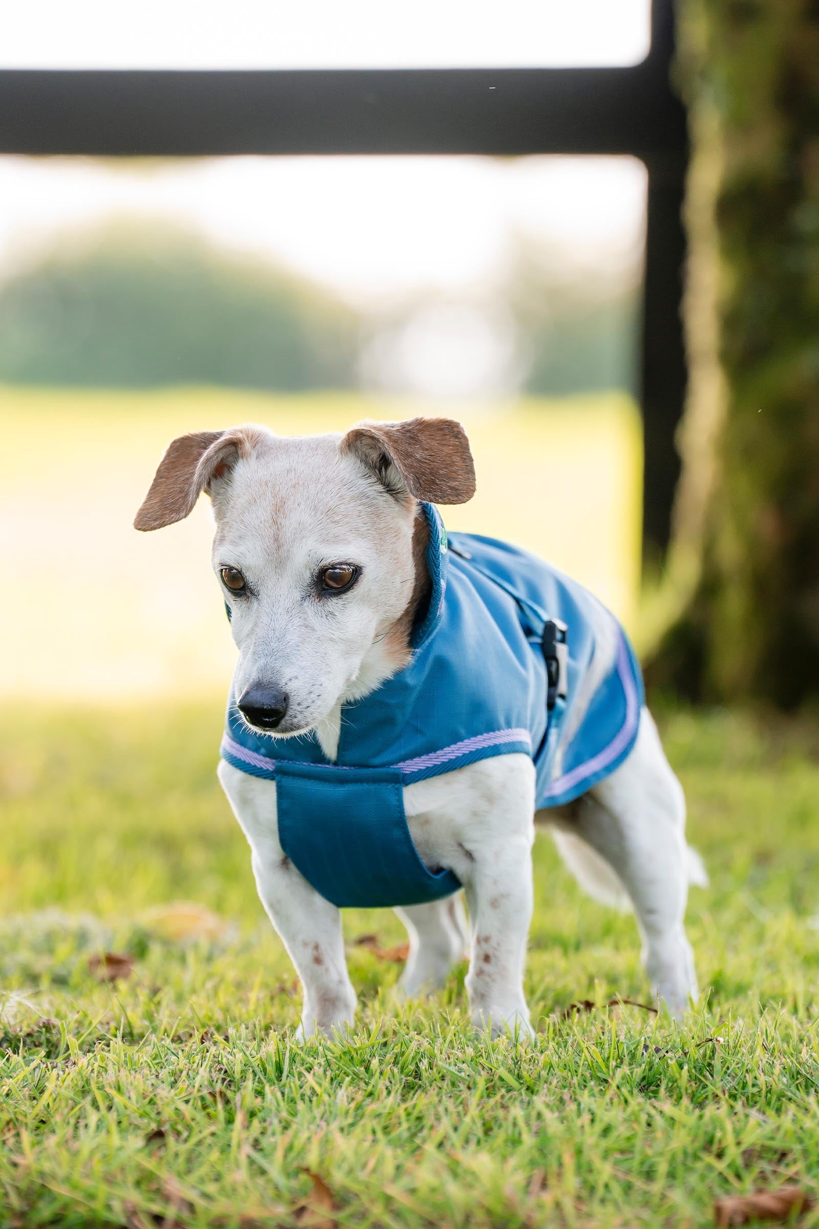 Bucas Freedom Dog Rug, 150g (50-85 cm) Dog Accesories