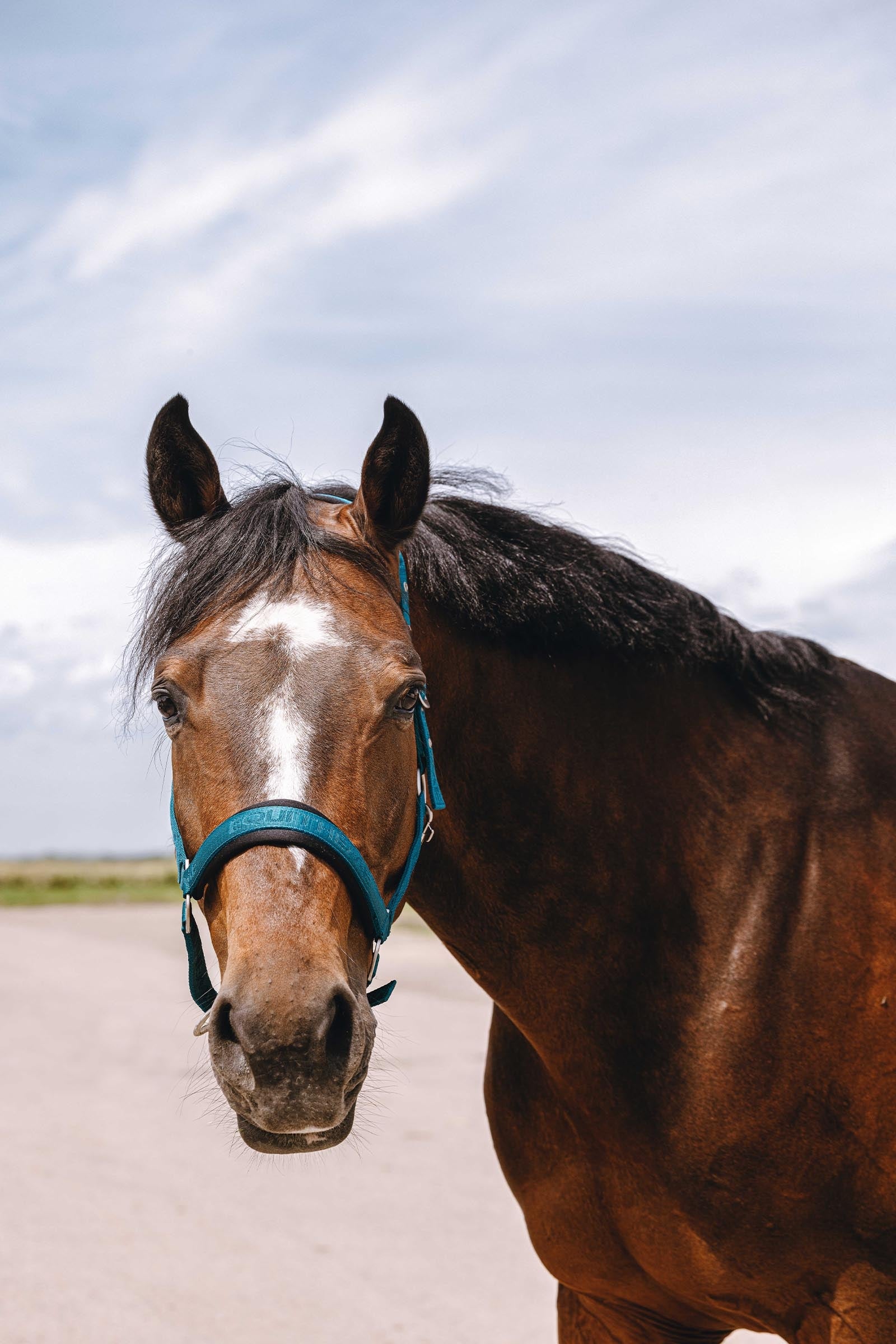 Equi Theme EQUITHÈME Jacquard Nylon Halter Halters & Leads
