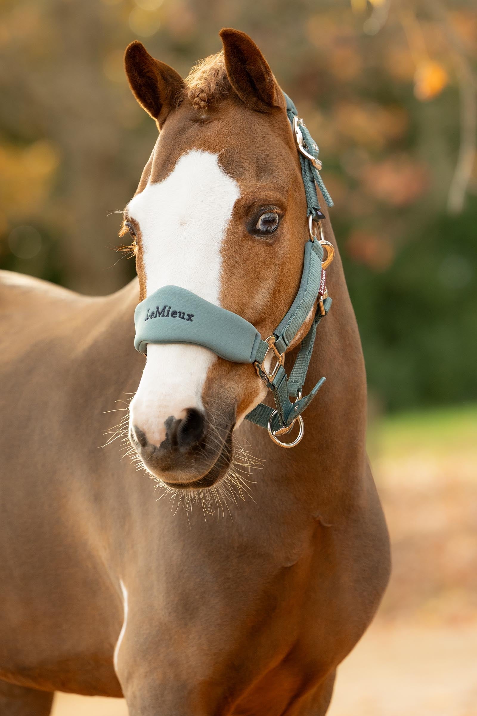 LeMieux Breakaway Vogue Headcollar Halters & Leads