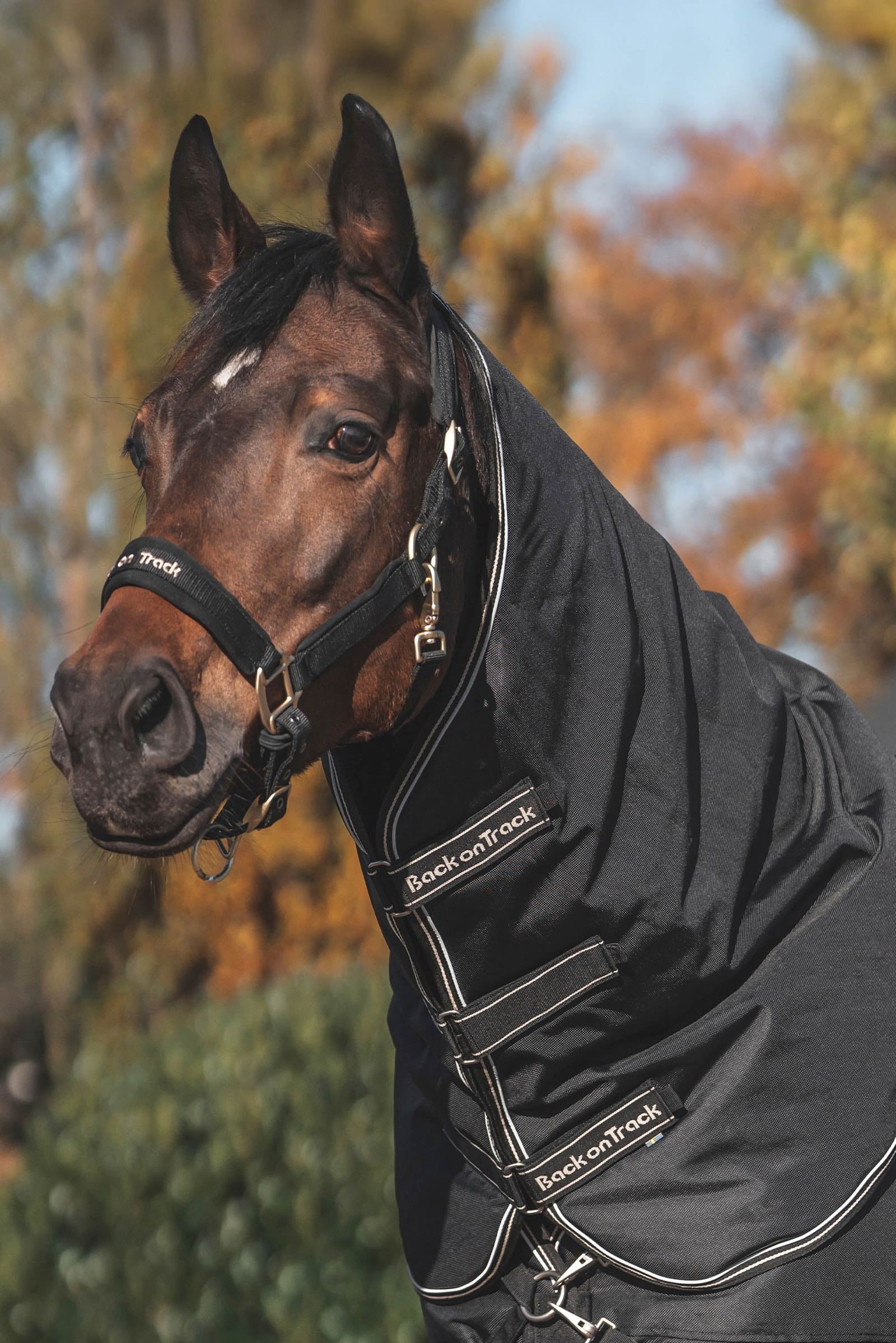 undefined Back on Track Obsidian Turnout Rug With Detachable Neck, 150g Horse Rugs