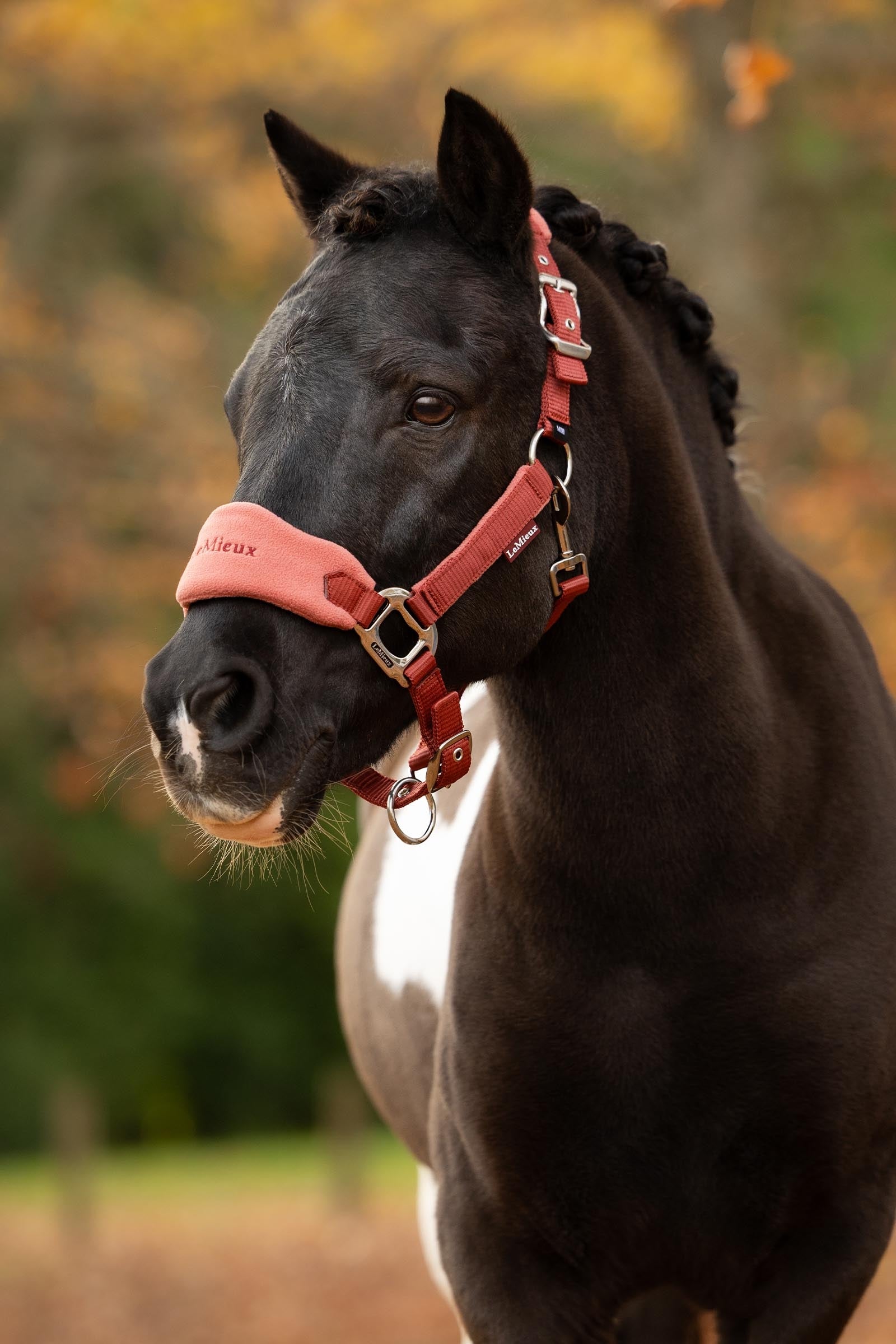 LeMieux Vogue Headcollar & Lead Rope Set Halters & Leads