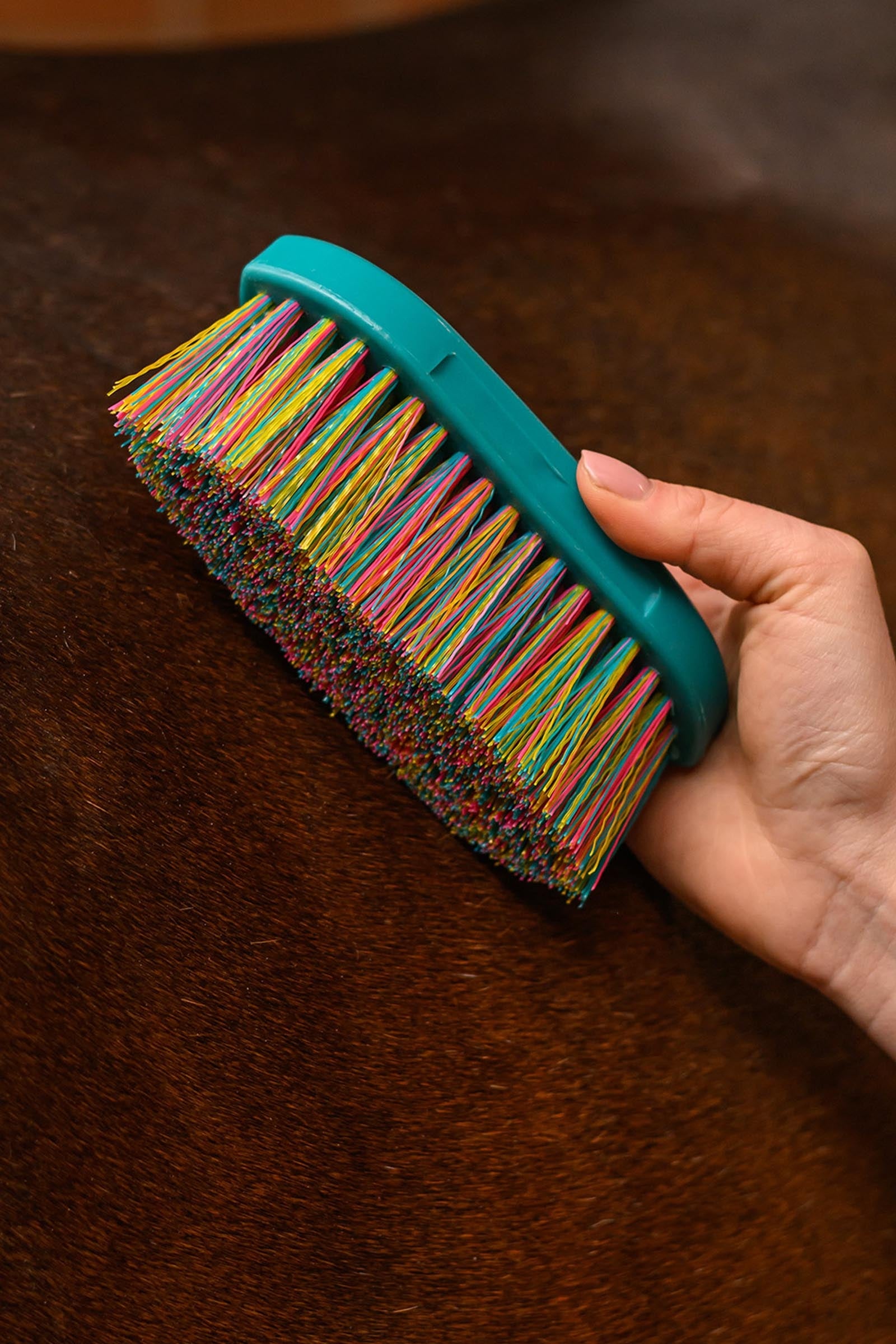 Waldhausen Rainbow Stiff Brush Horse Grooming Tools