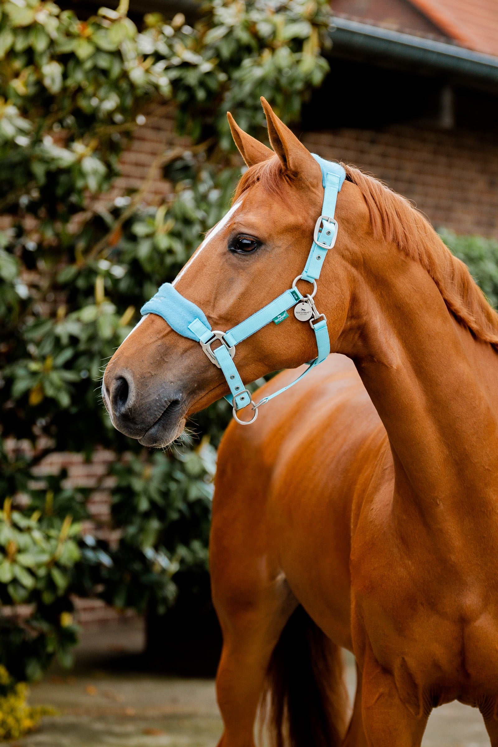 Horseware Signature Pleje Hovedtøj Grimer & Træktove