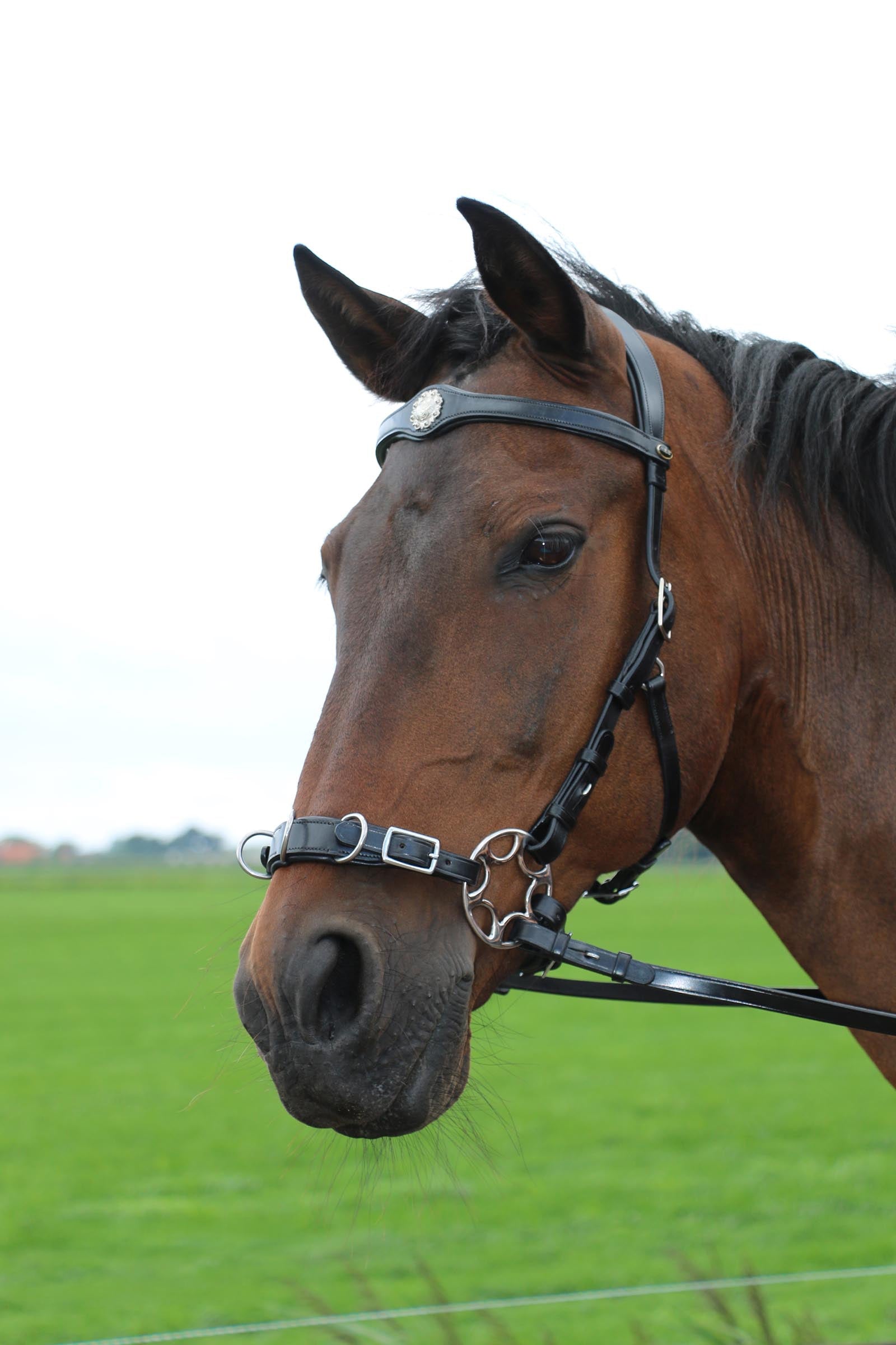 F.R.A. Freedom Riding Articles Caval Compl. Cavemore Bridle English Leather (Syst.2) Shire Bridles & Reins