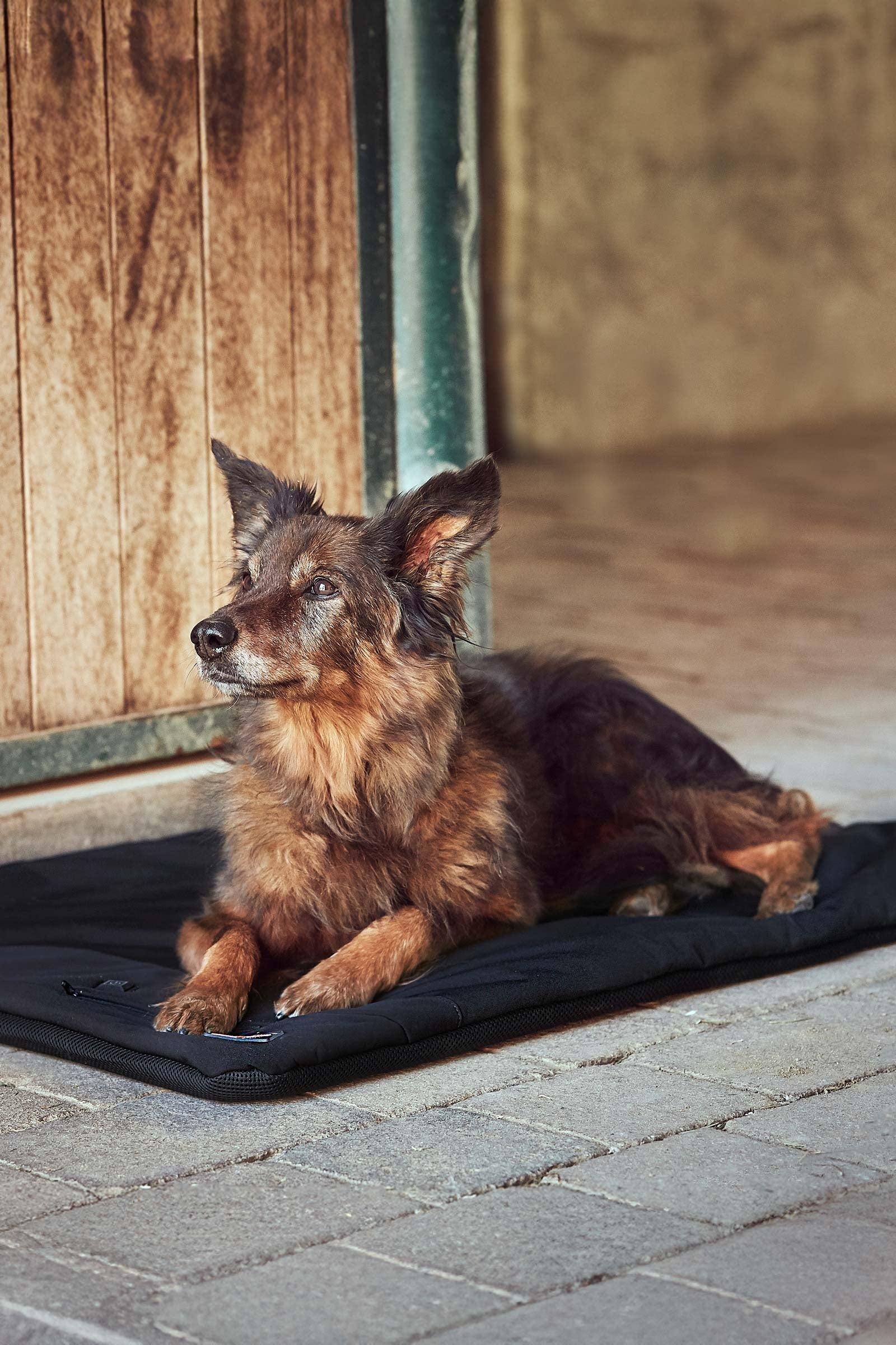 Catago CATAGO FIR-Tech Pro Hundepude Hund