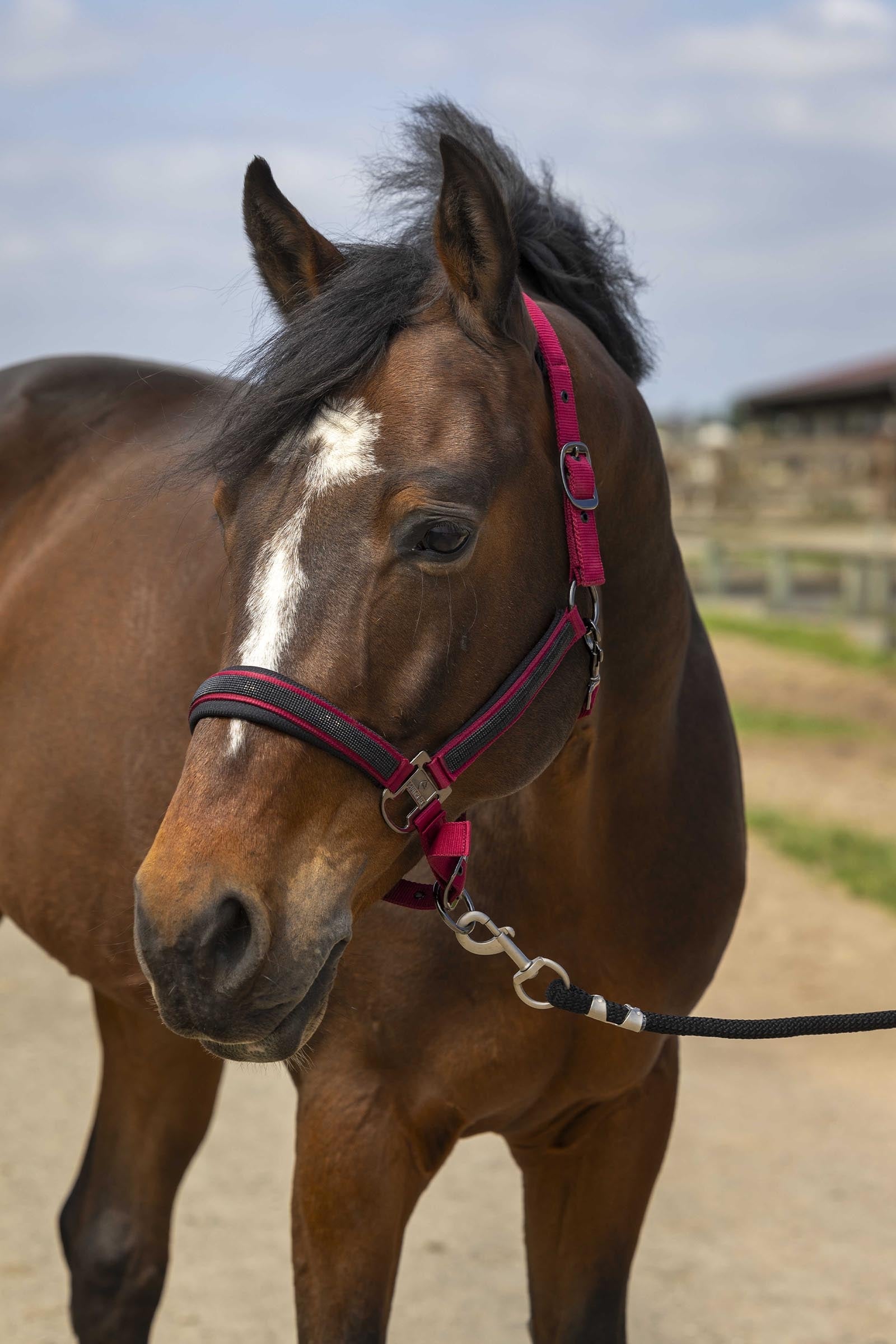 EQUITHÈME Strass Halter Halters & Leads