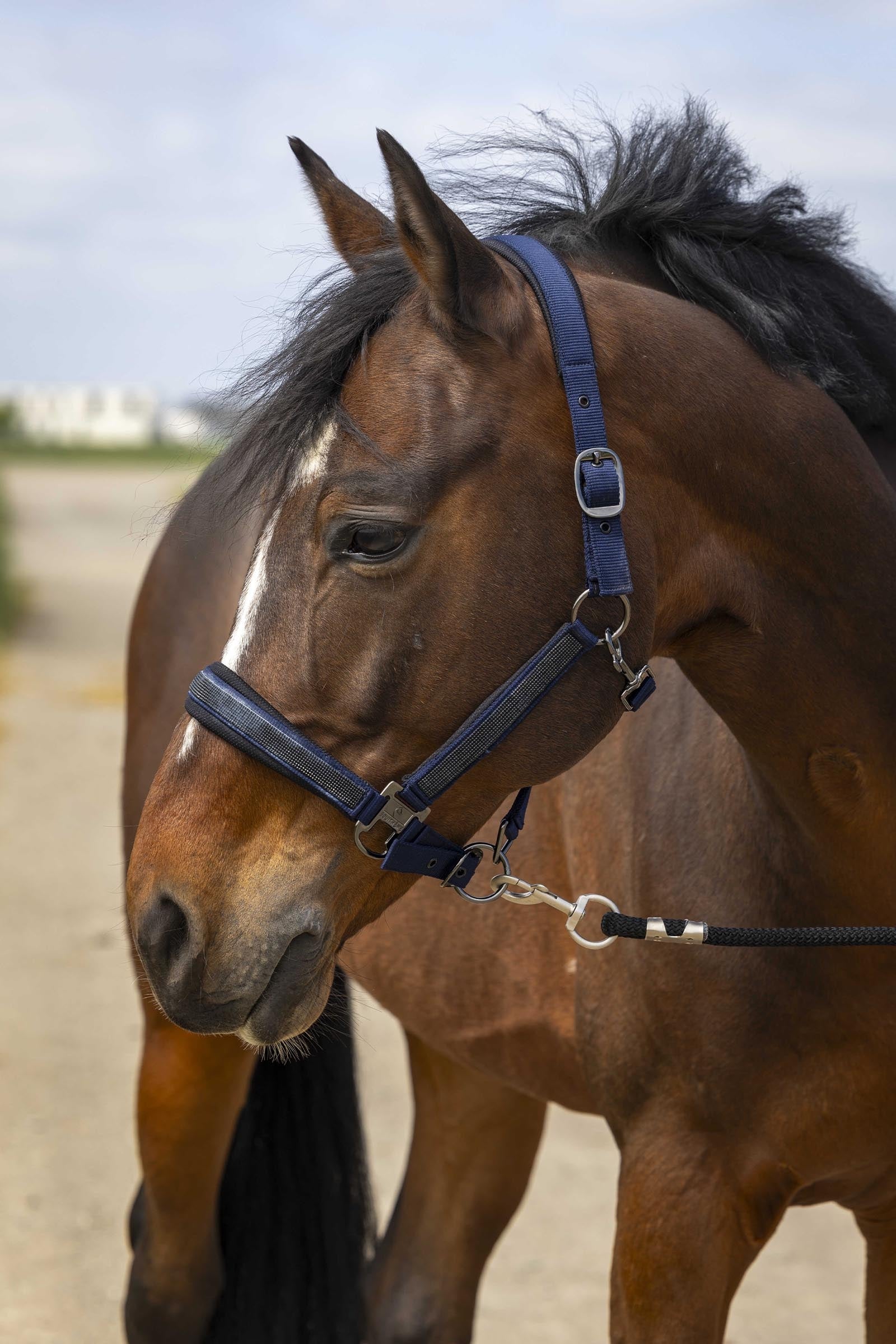 EQUITHÈME Strass Halter Halters & Leads