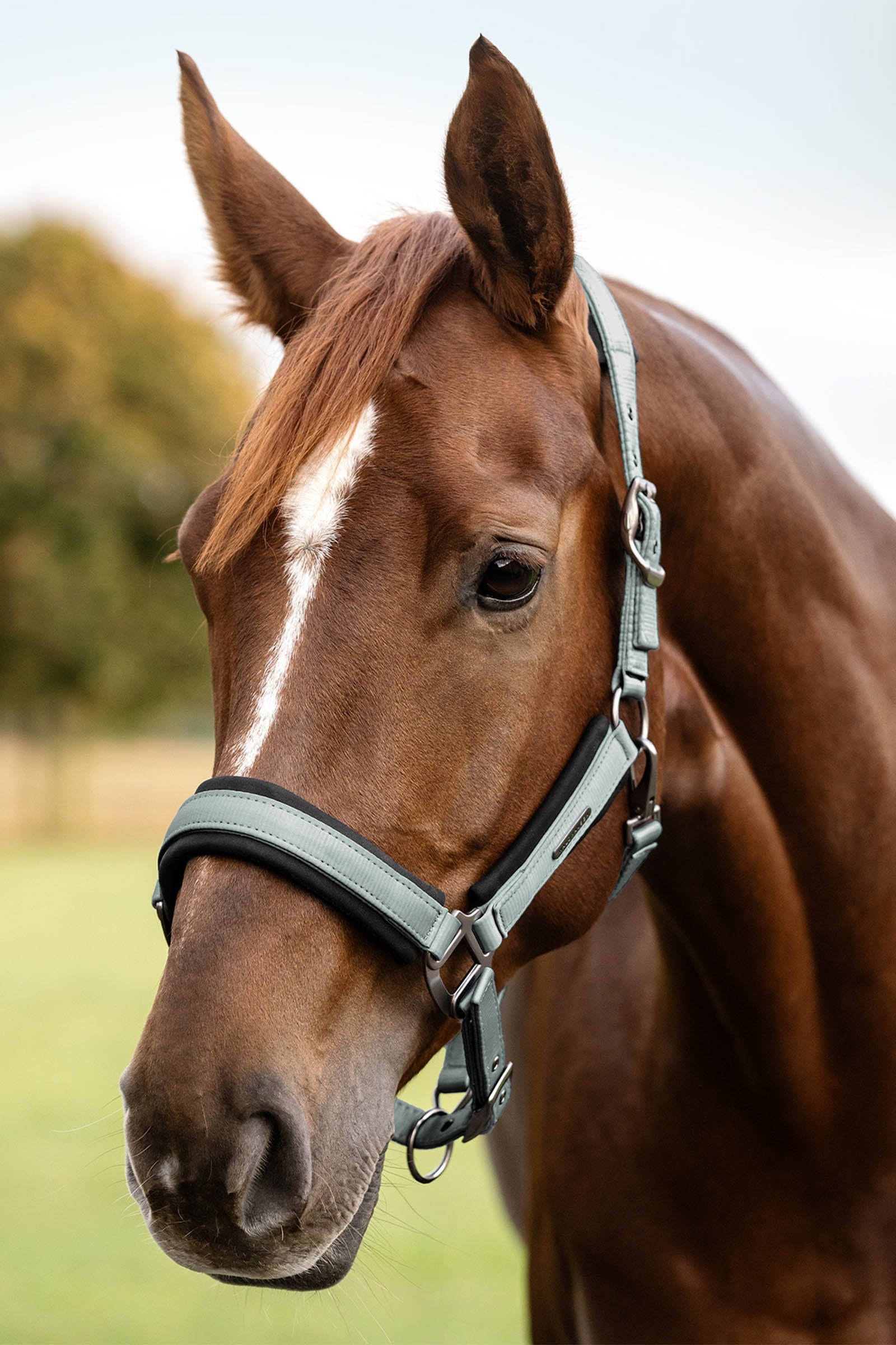 Waldhausen Soft Touch Halter  Halters & Leads