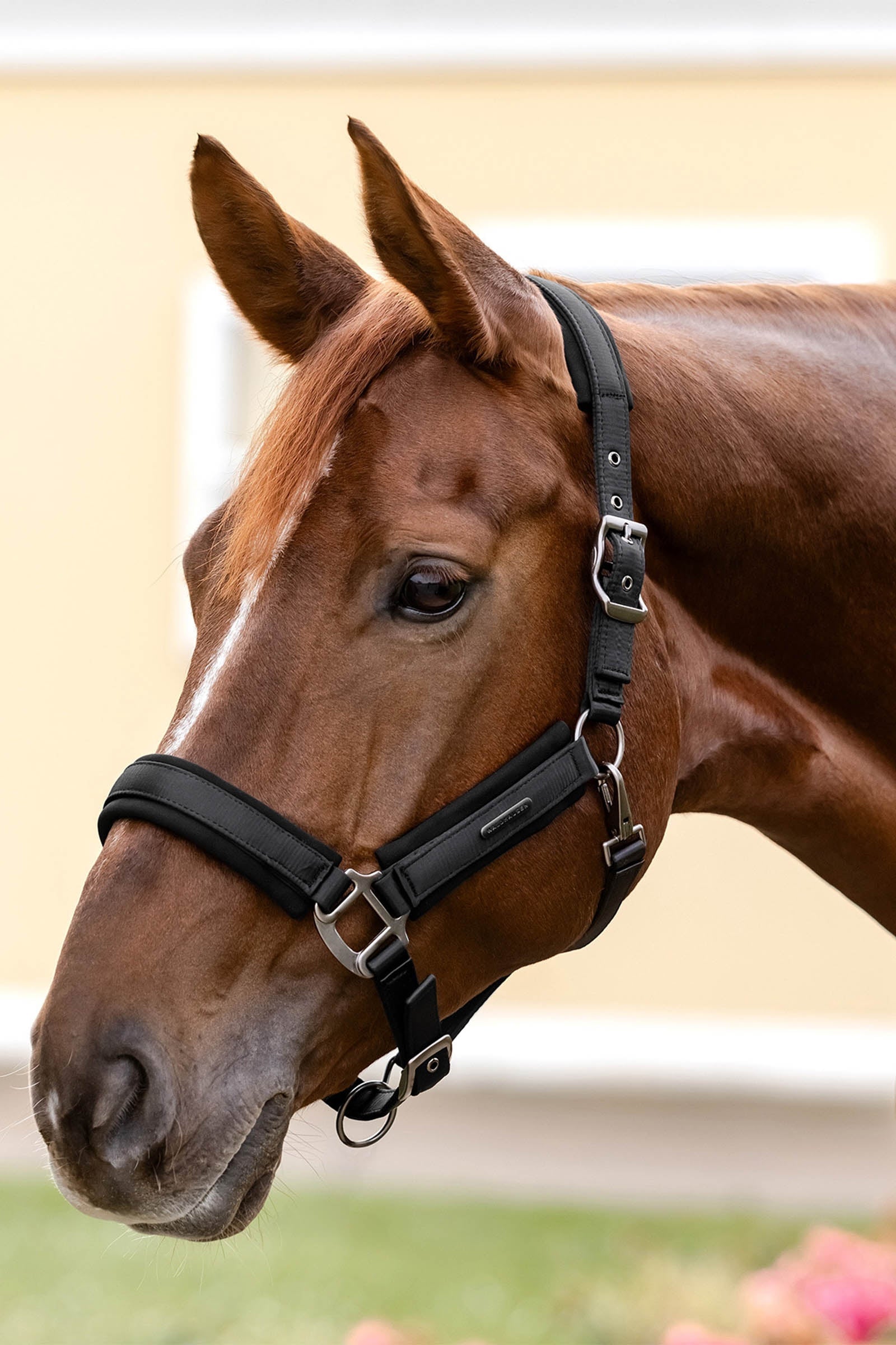 Waldhausen Soft Touch Halter  Halters & Leads