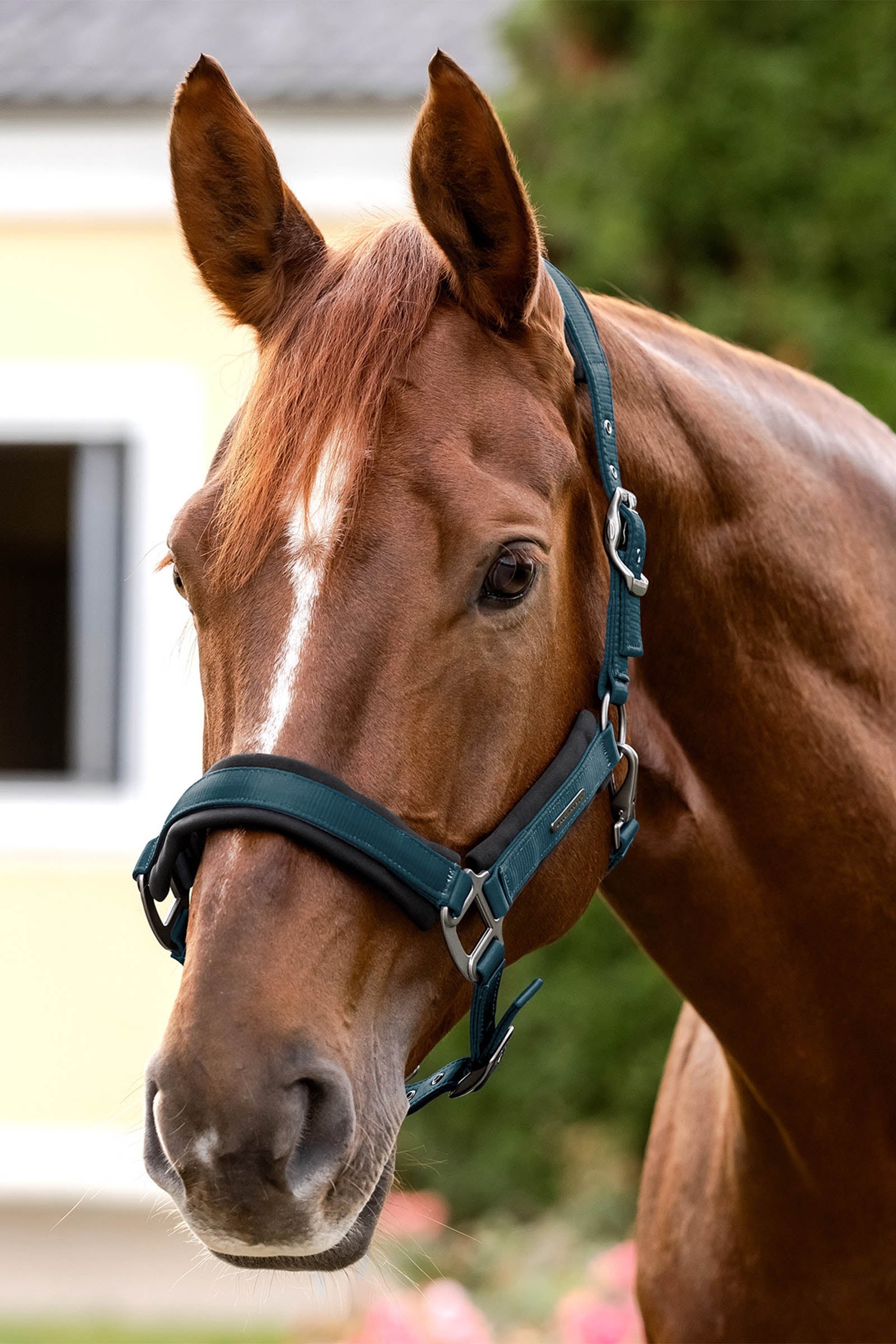Waldhausen Soft Touch Halter  Halters & Leads