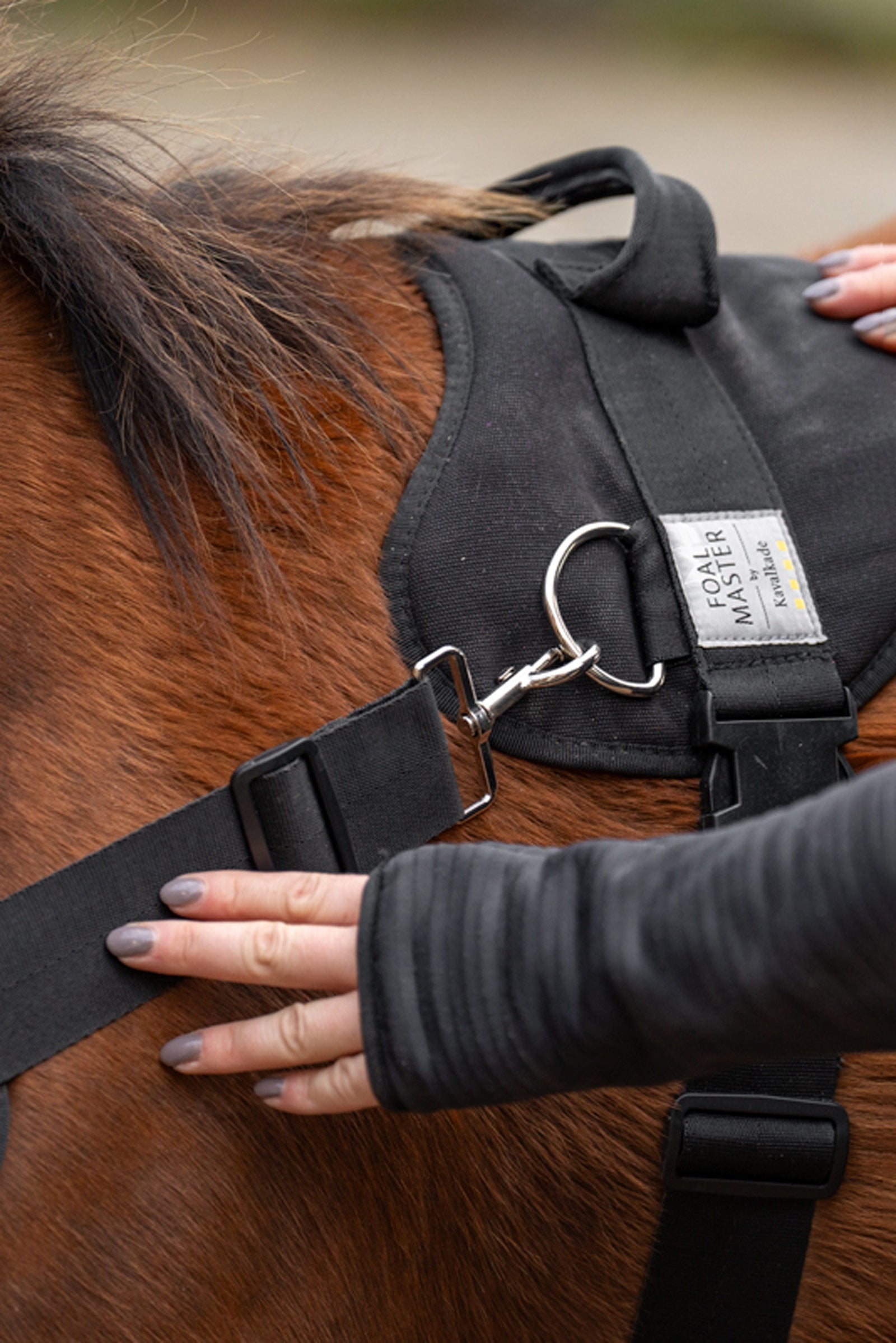 Kavalkade Foalmaster Foal Harness With Handle Halters & Leads