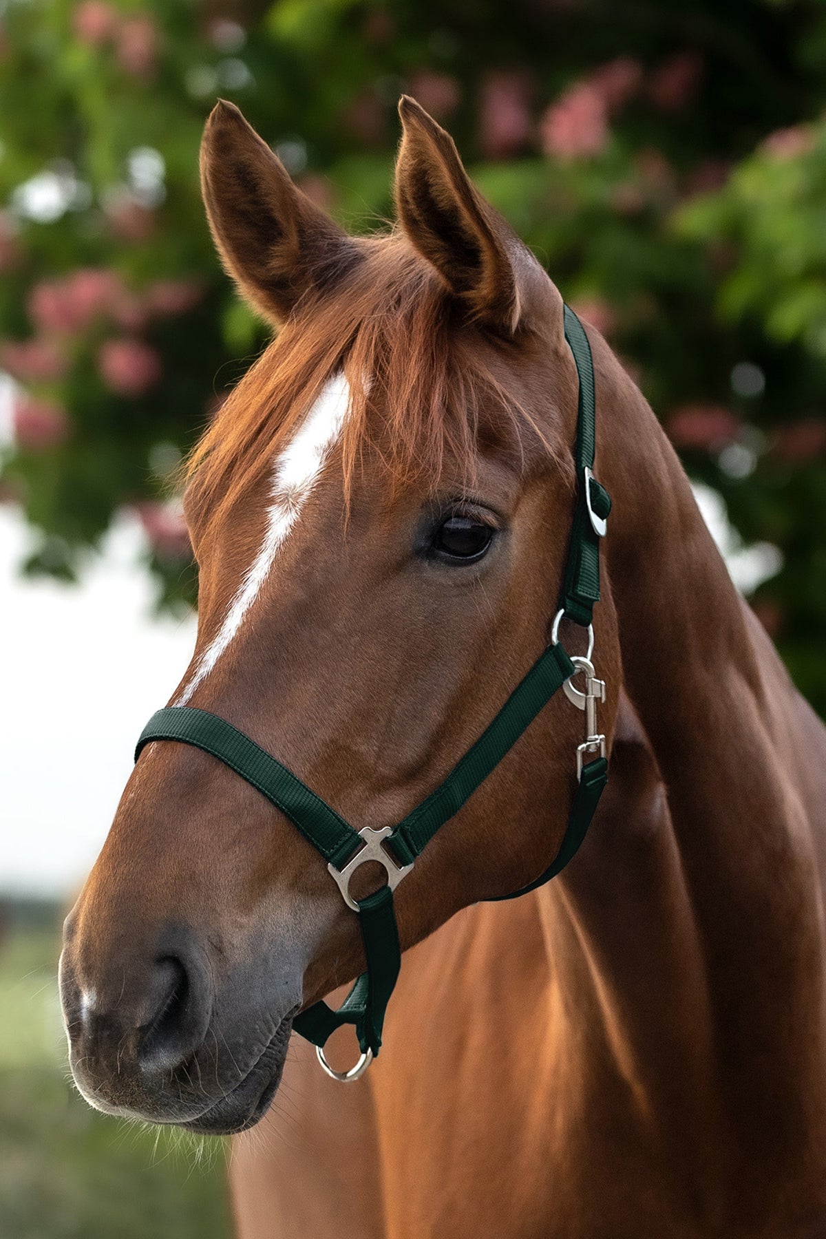 Waldhausen Perlon Halter Halters & Leads
