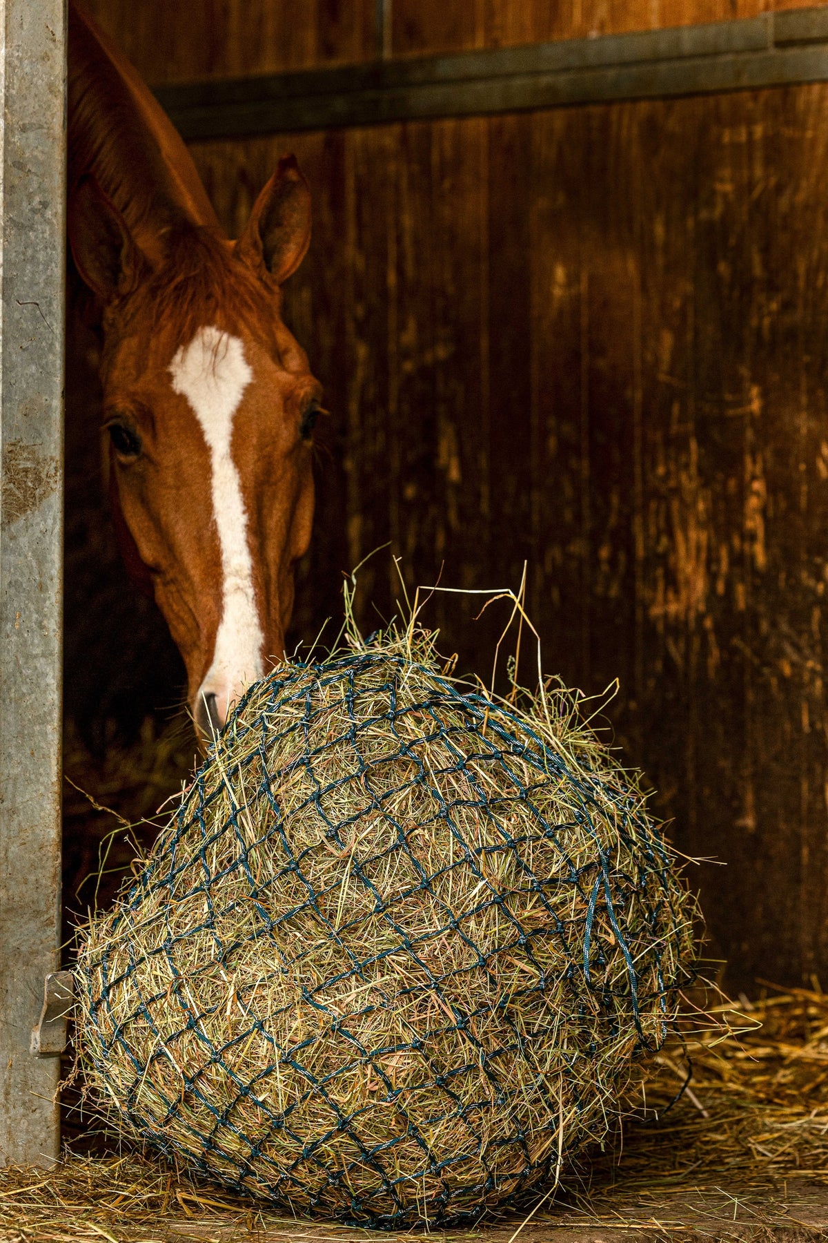 HIPPOTONIC ZARI Hønet (105 cm), 5 x 5 mesh Fodring & Vanding