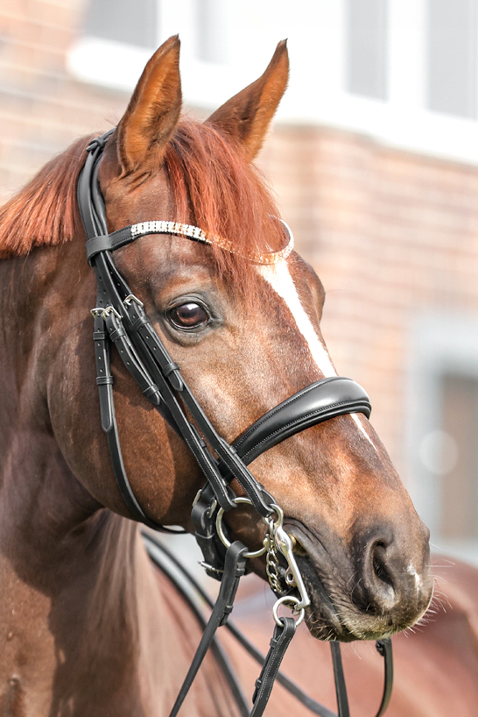 Kavalkade Sonya Weymouth Bridle Trenser & tøjler
