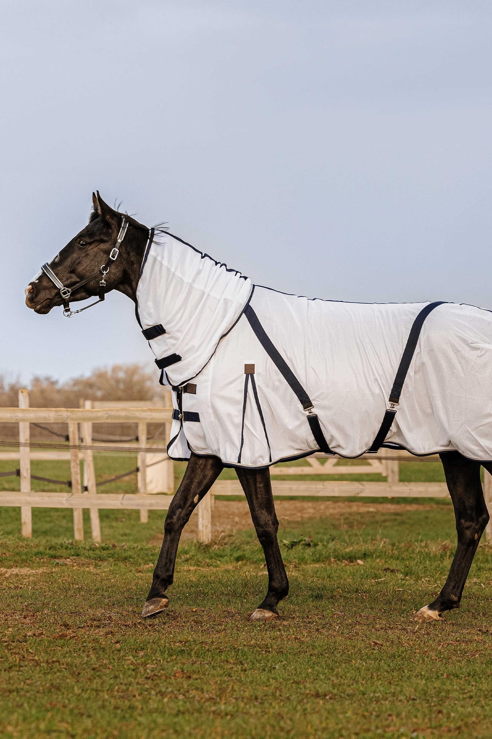 EQUITHÈME Mesh Combo Anti-Insect Sheet Horse Rugs