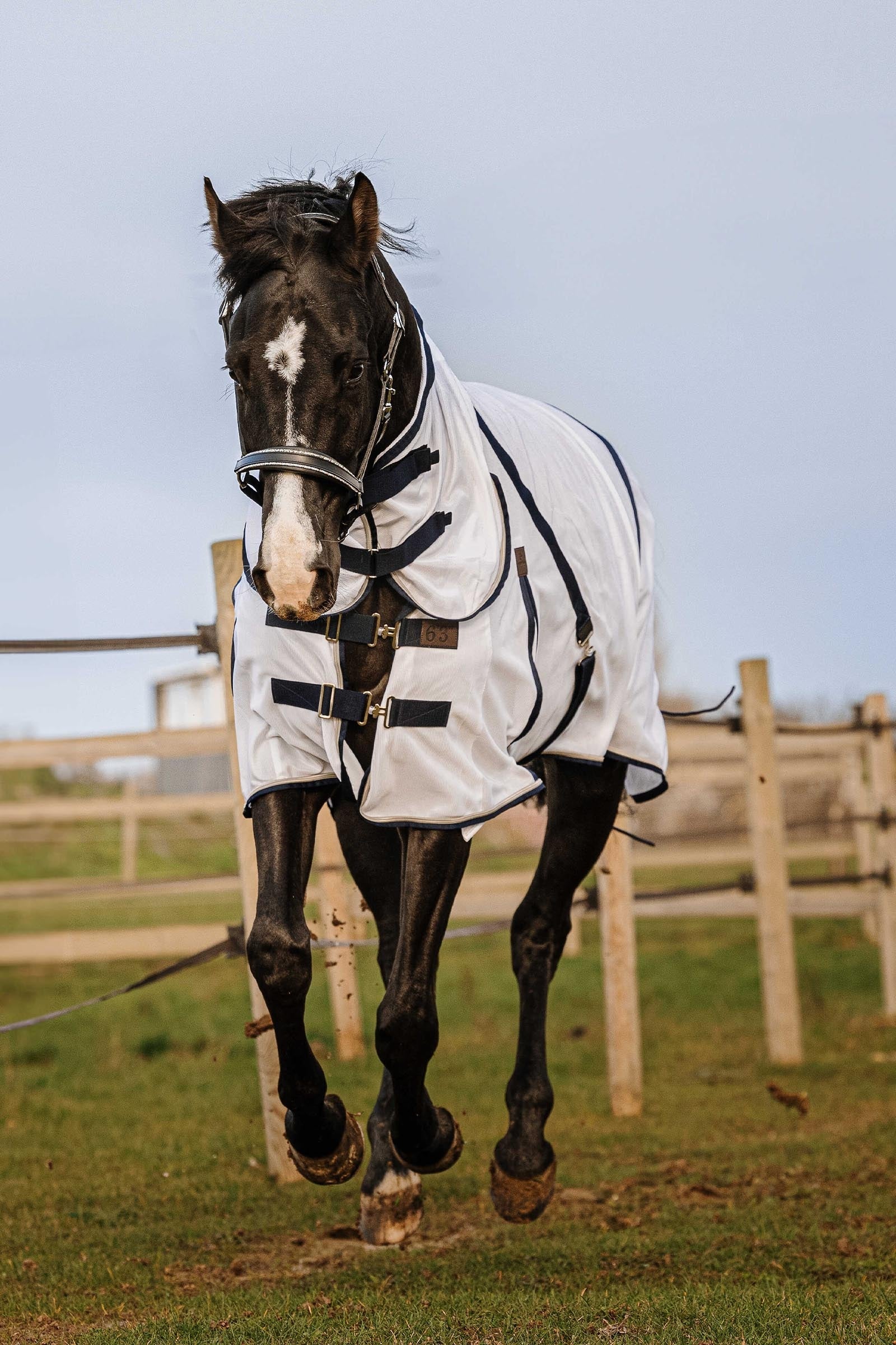 EQUITHÈME Mesh Combo Anti-Insect Sheet Horse Rugs
