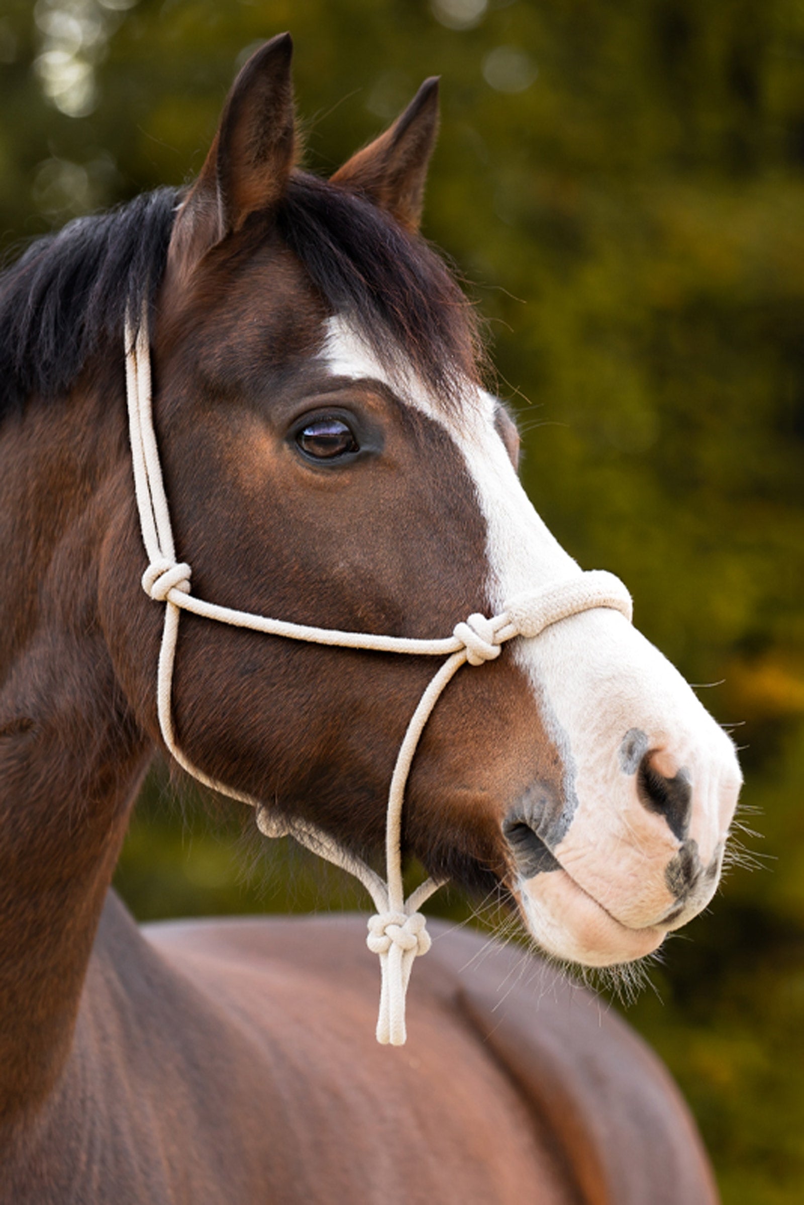 Kavalkade Knude Rope Halter Halters & Leads