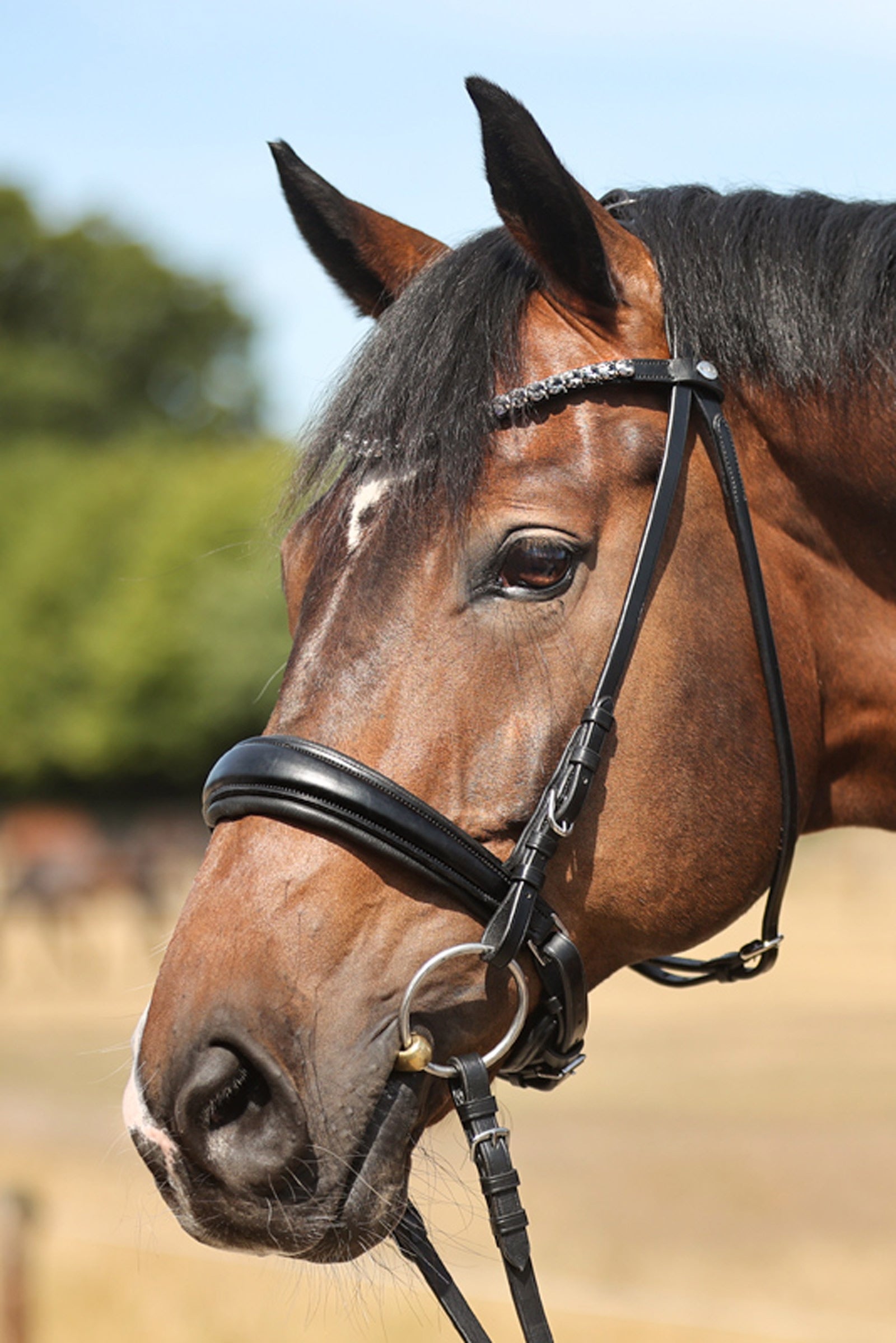 Kavalkade Ayana KavalSH4 Bridle Trenser & tøjler