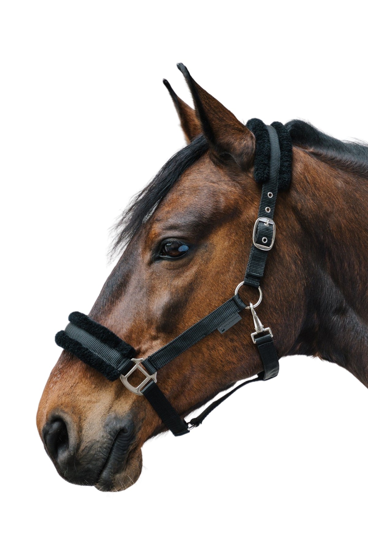 Waldhausen First Halter Halters & Leads
