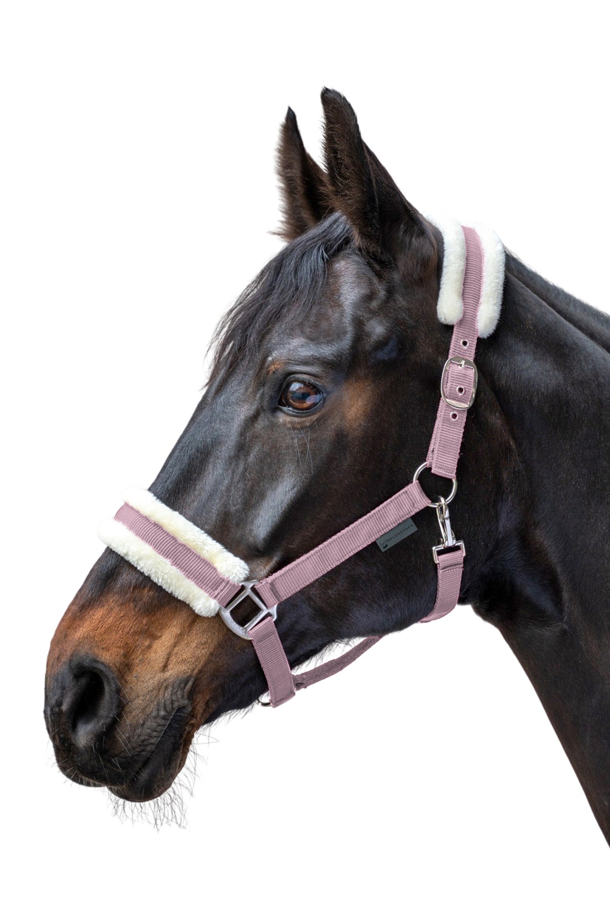Waldhausen First Halter Halters & Leads