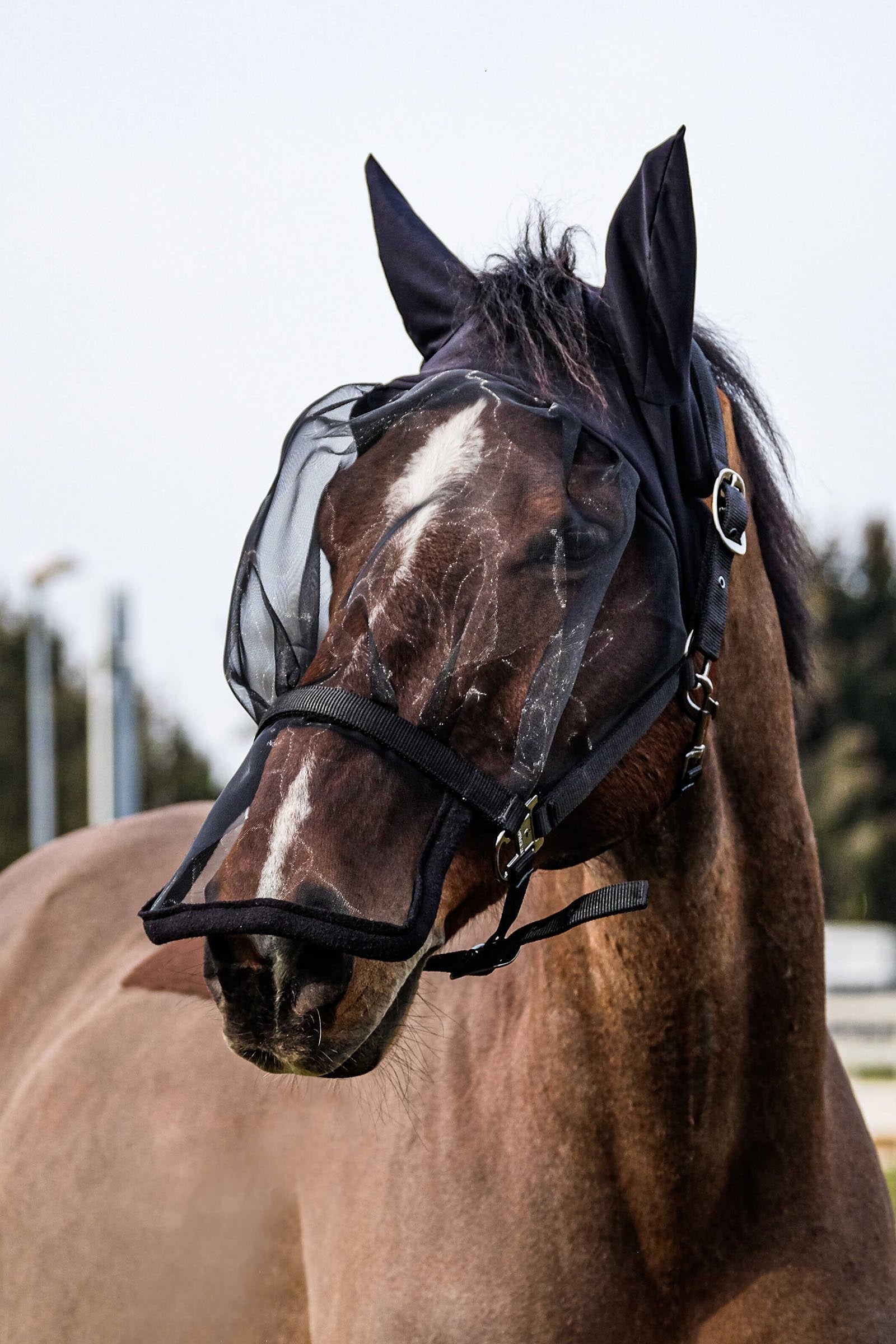 EQUITHÈME Halter + Anti UV Mask Antifly Protection for Horses