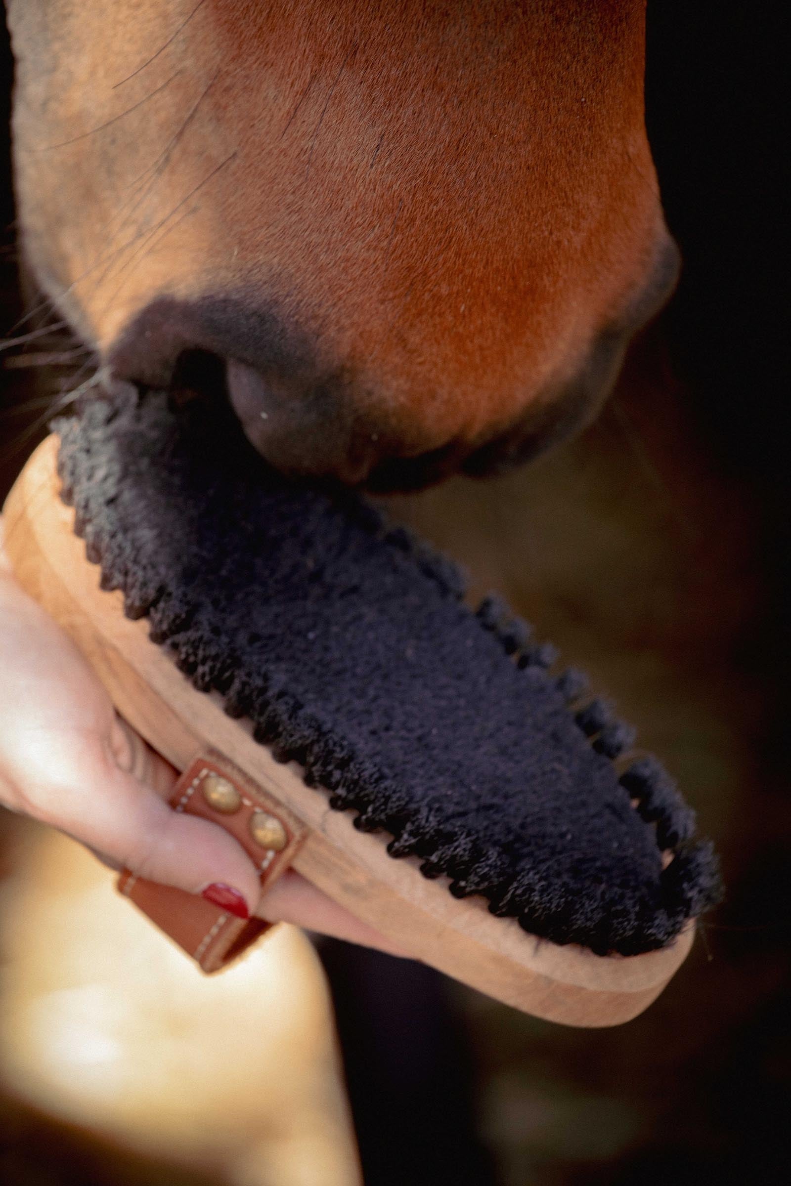 PENELOPE Dandy Brush, Large Horse Grooming Tools