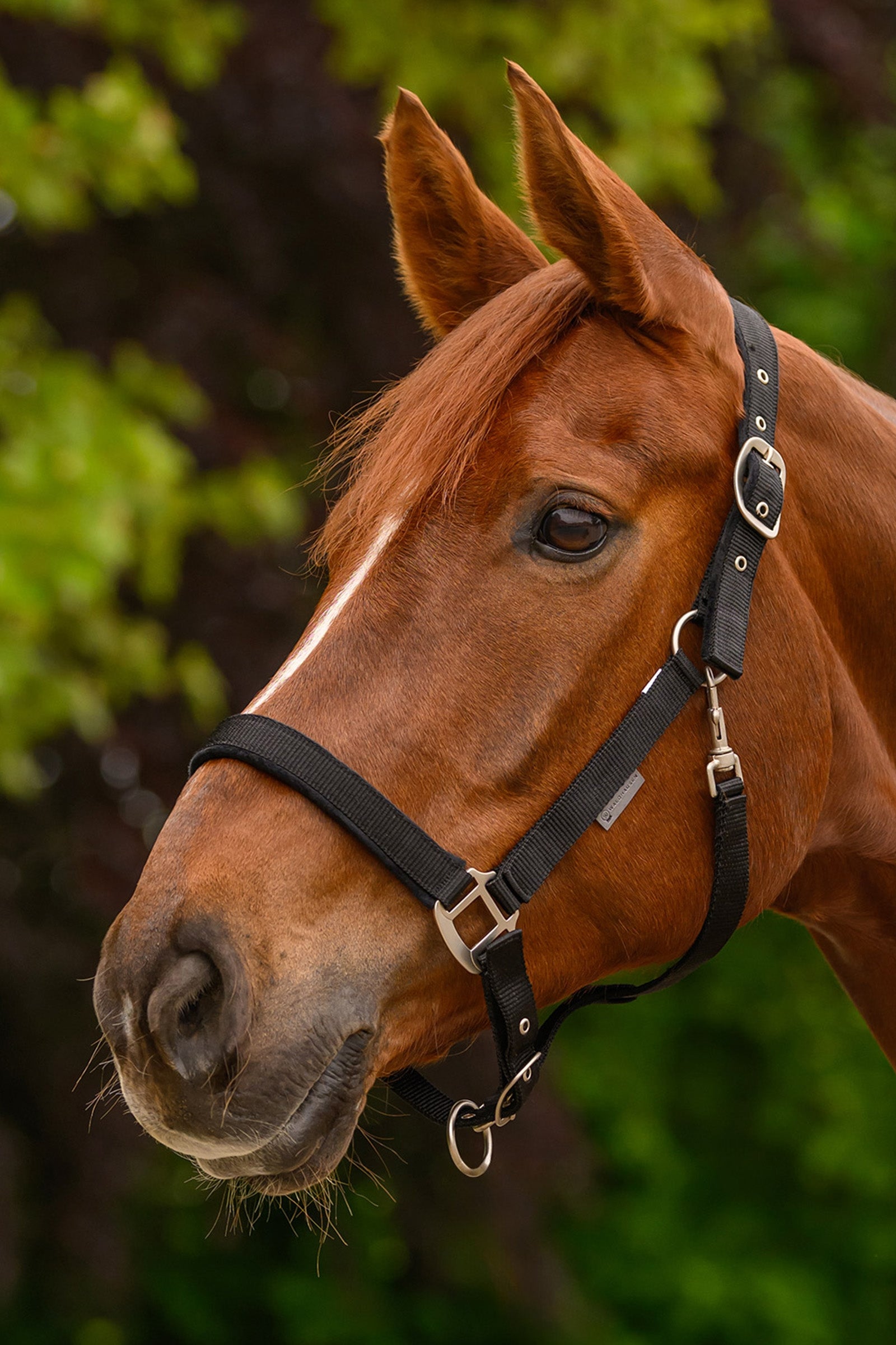 Waldhausen Clever-Open Safety Halter Halters & Leads