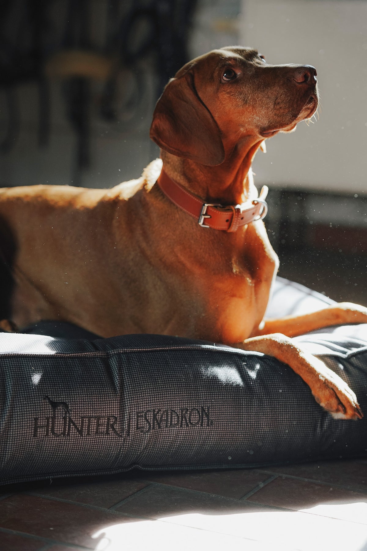 Eskadron Hunter x ESKADRON CRAFT Dog Collar Dog Accesories