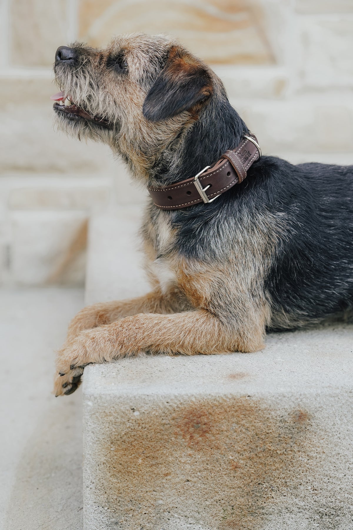 Eskadron Hunter x ESKADRON CRAFT Dog Collar Dog Accesories