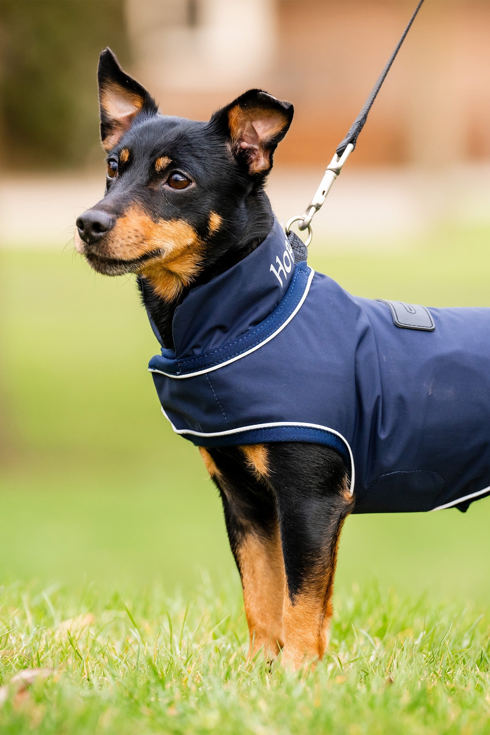 Horseware Signature Dog Rain Coat Dog Accesories