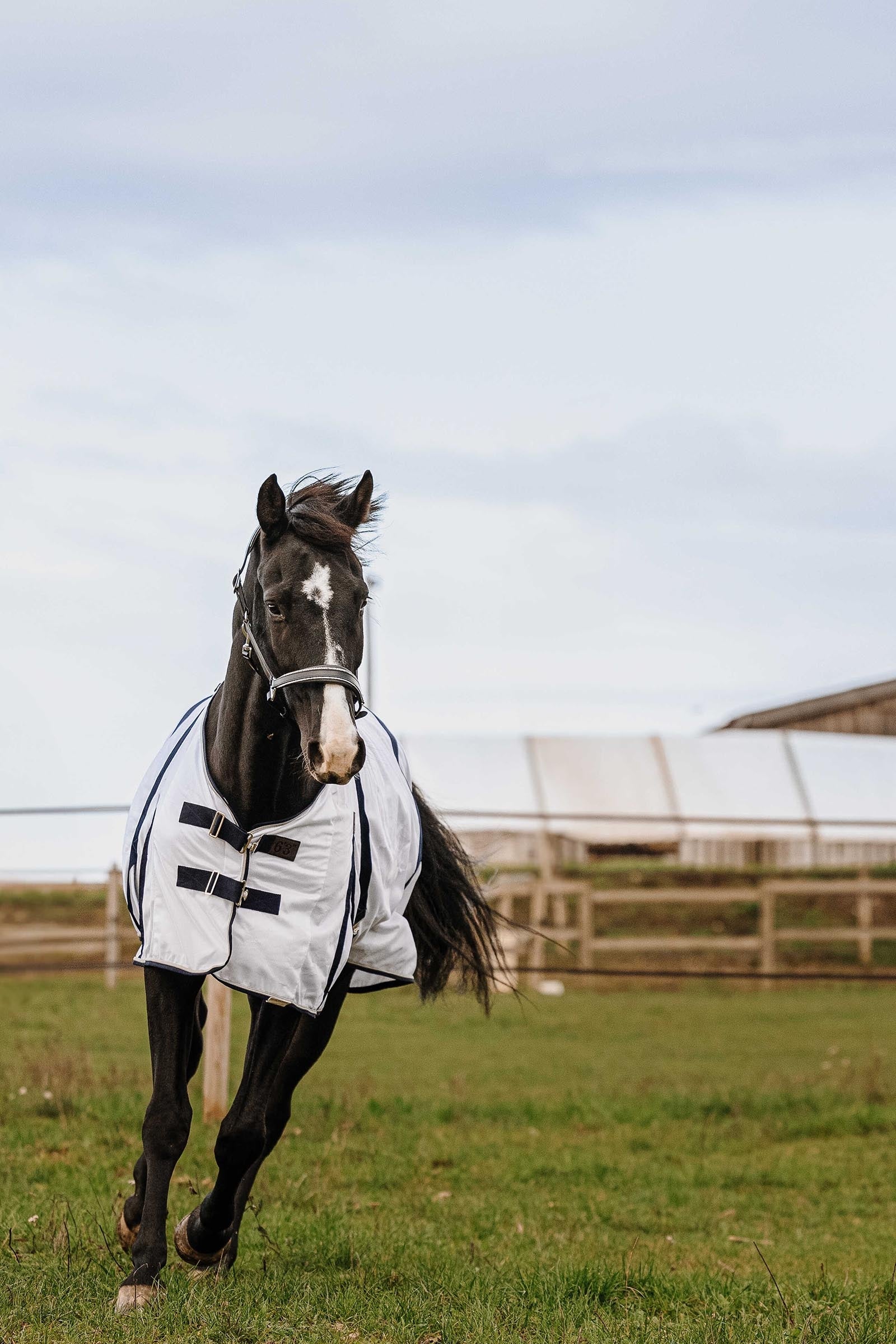 Equi Theme EQUITHÈME Mesh Anti-Insect Sheet Horse Rugs