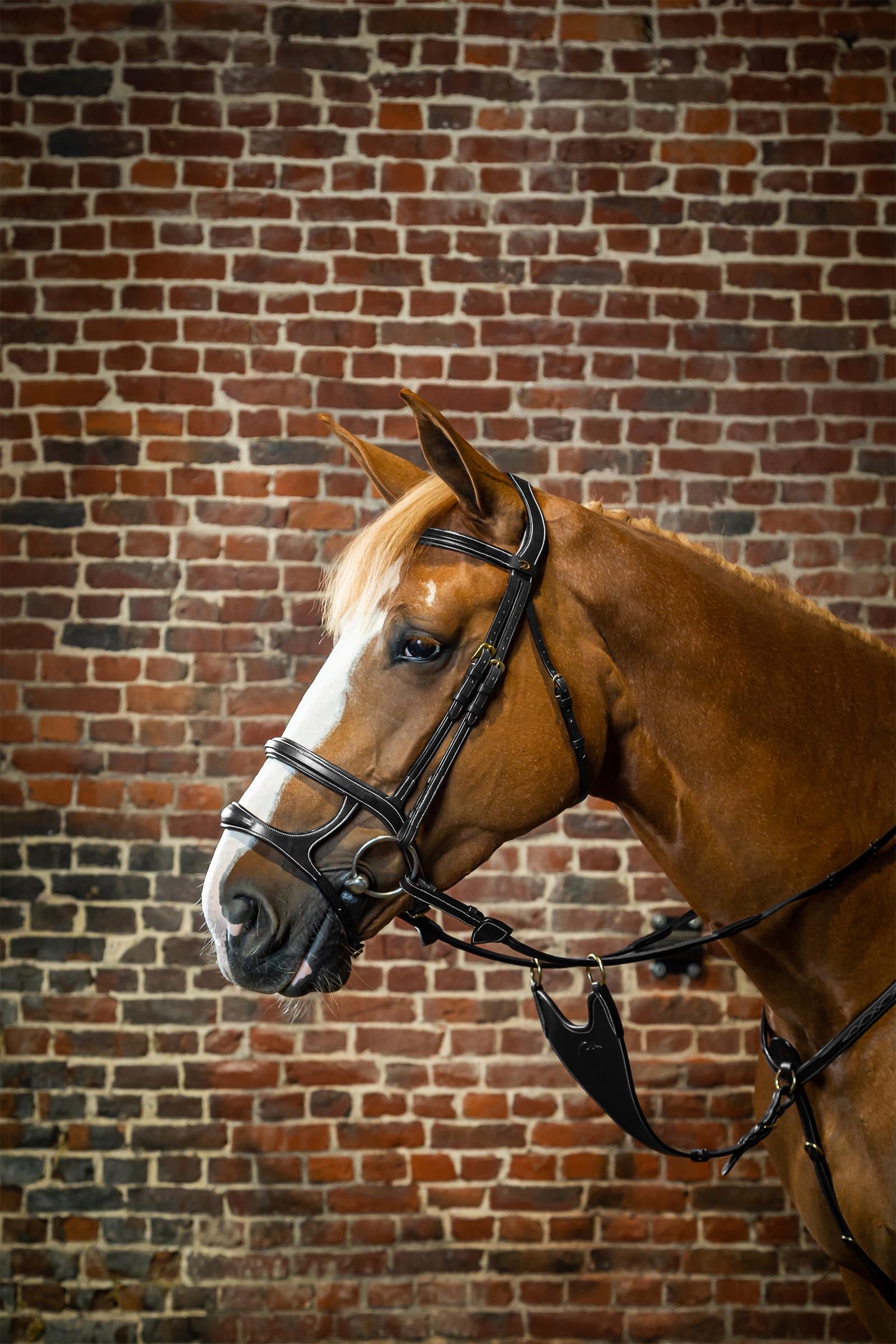 Dy'on D Collection Double Noseband Bridle  Bridles & Reins