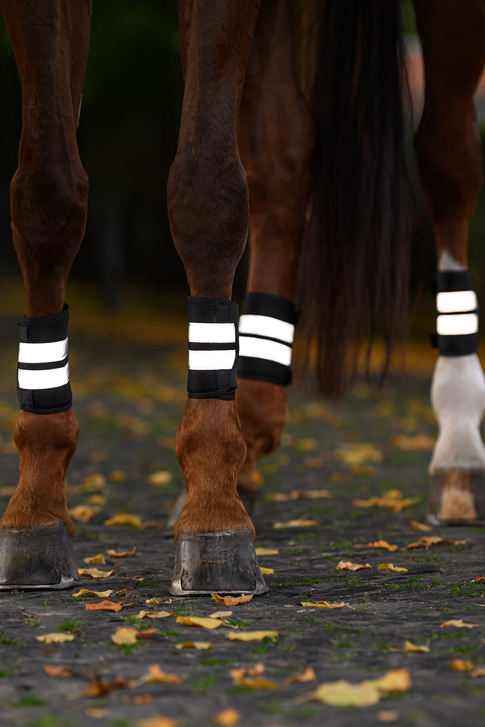 Waldhausen REFLEX Bandages Set Reflective