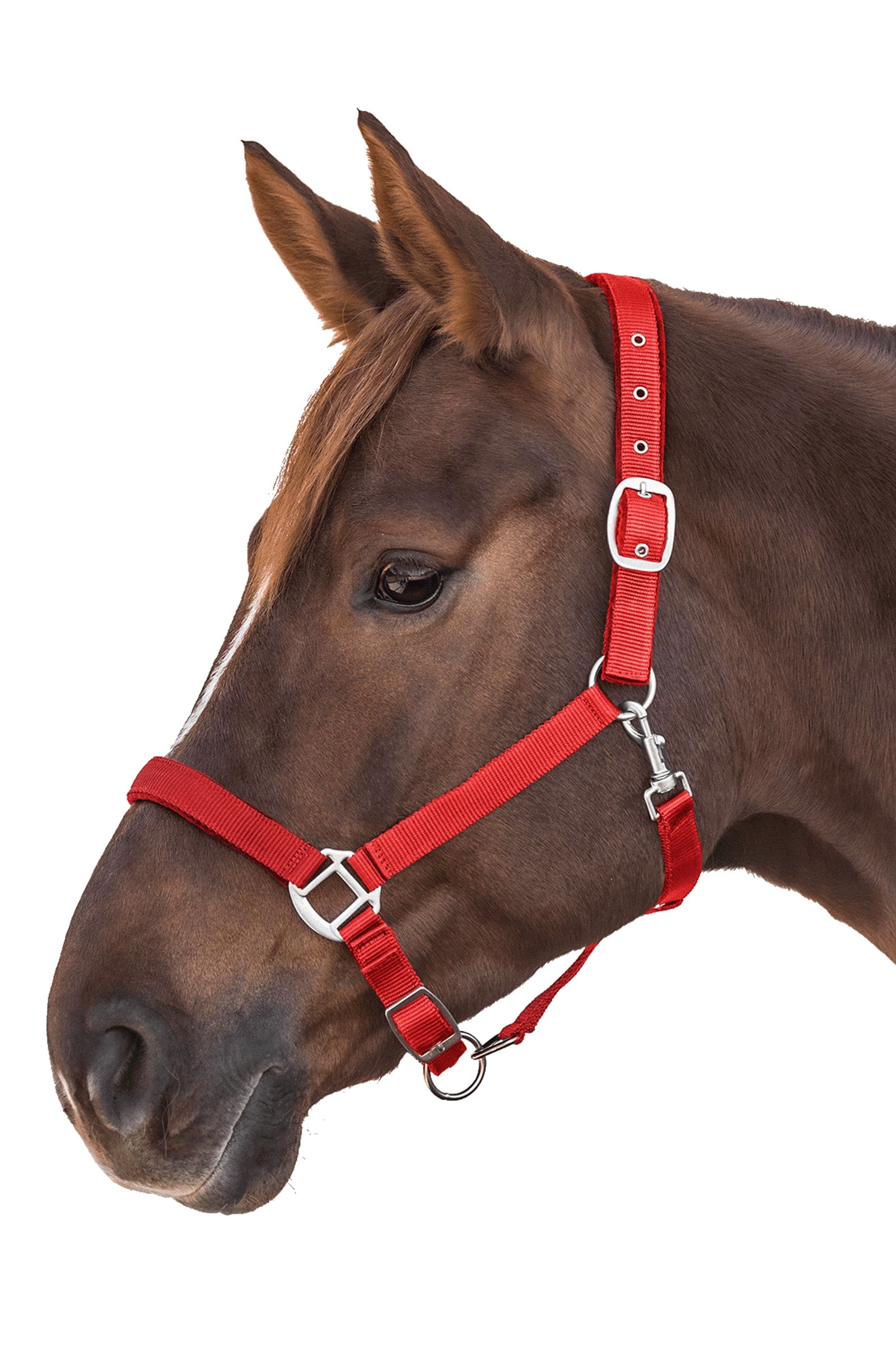 Waldhausen Perlon Satin Halter Halters & Leads