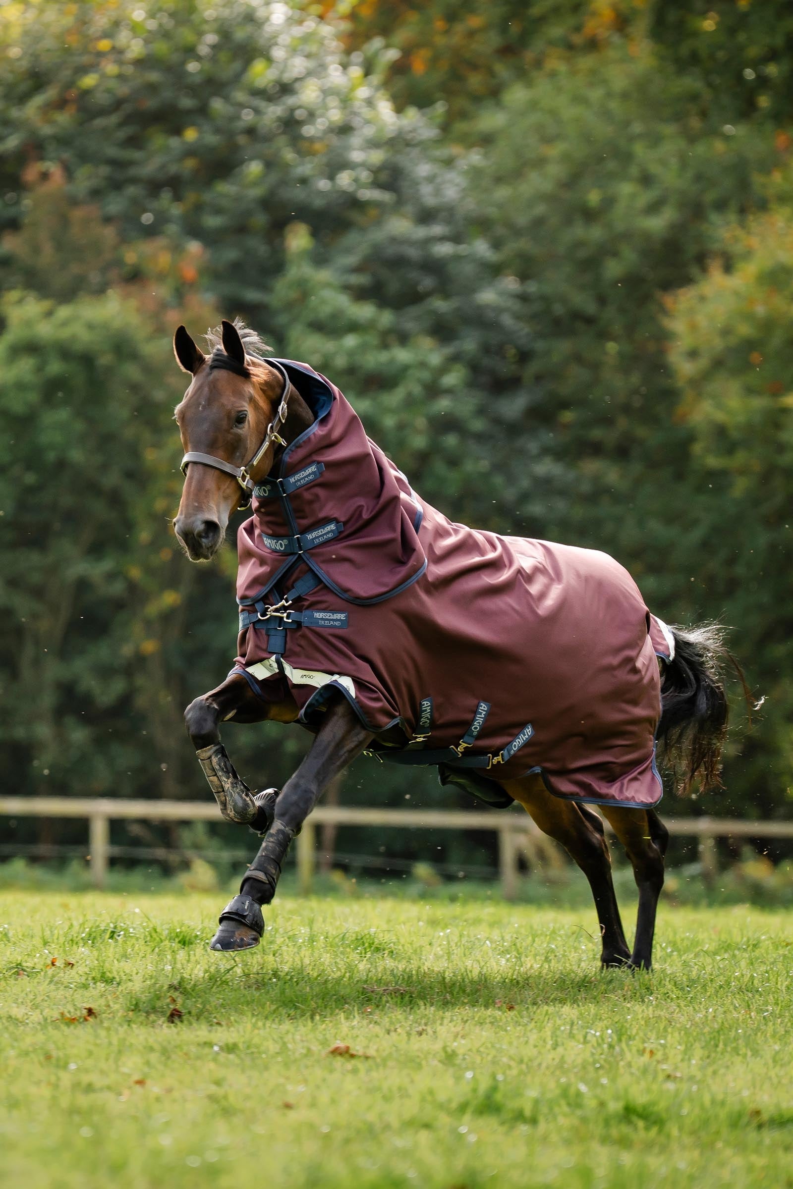 Horseware Amigo Bravo 12 Plus Turnout Rug, 250 g Horse Rugs