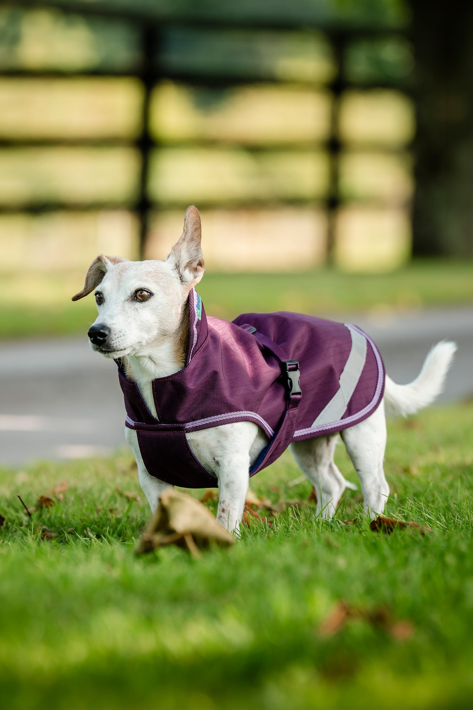 Bucas Freedom Dog Rug, 50g  (50-75 cm) Dog Accesories