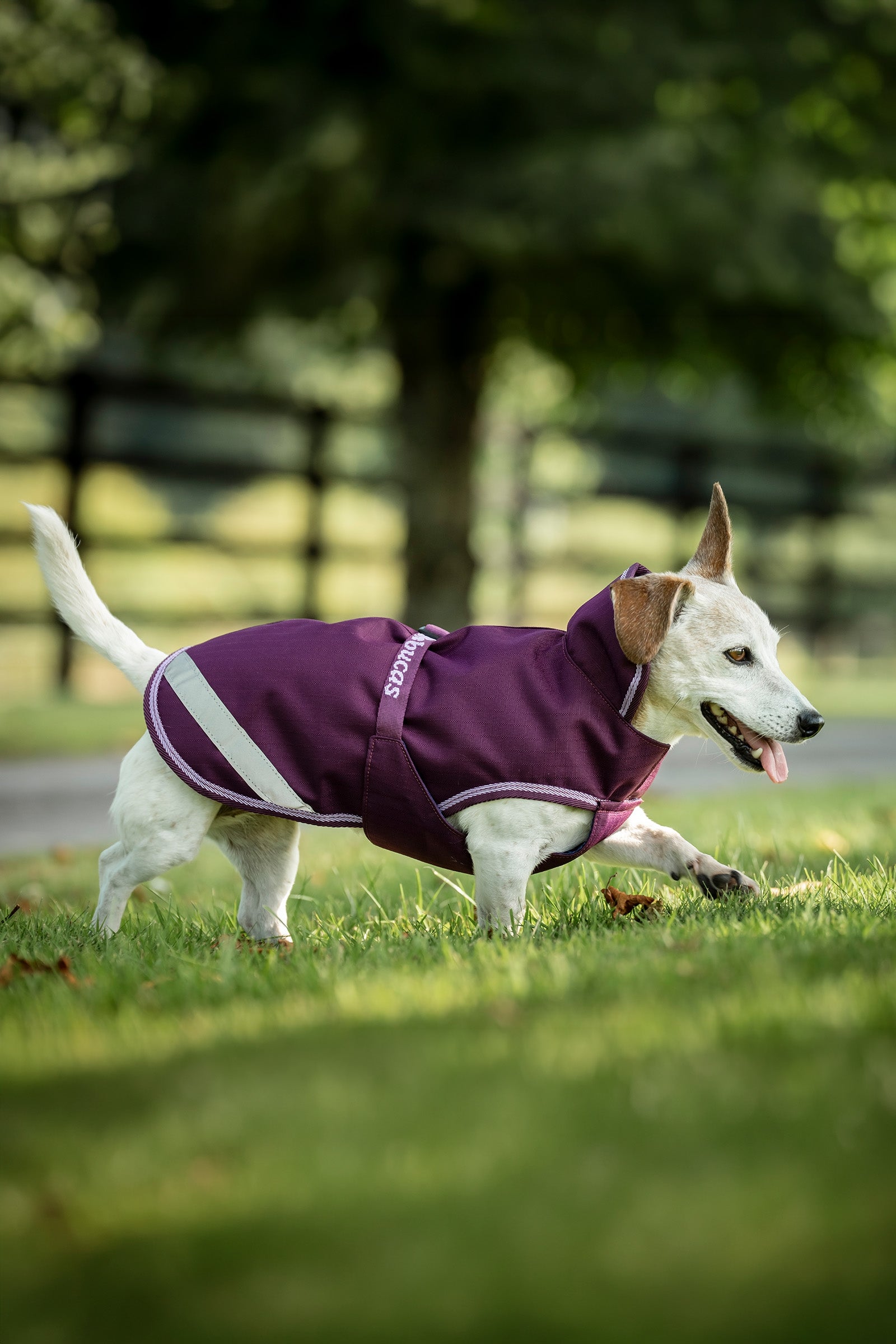 Bucas Freedom Dog Rug, 50g  (50-75 cm) Dog Accesories