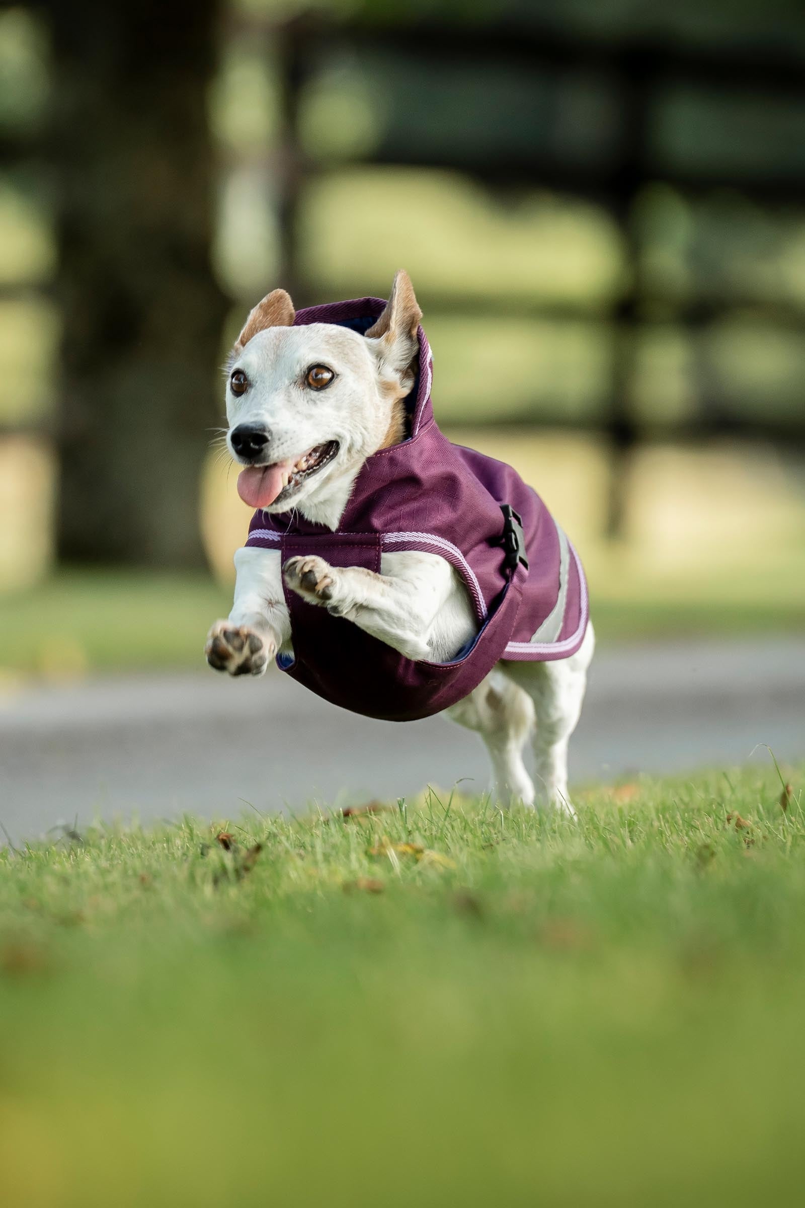 Bucas Freedom Dog Rug, 50g  (50-75 cm) Dog Accesories
