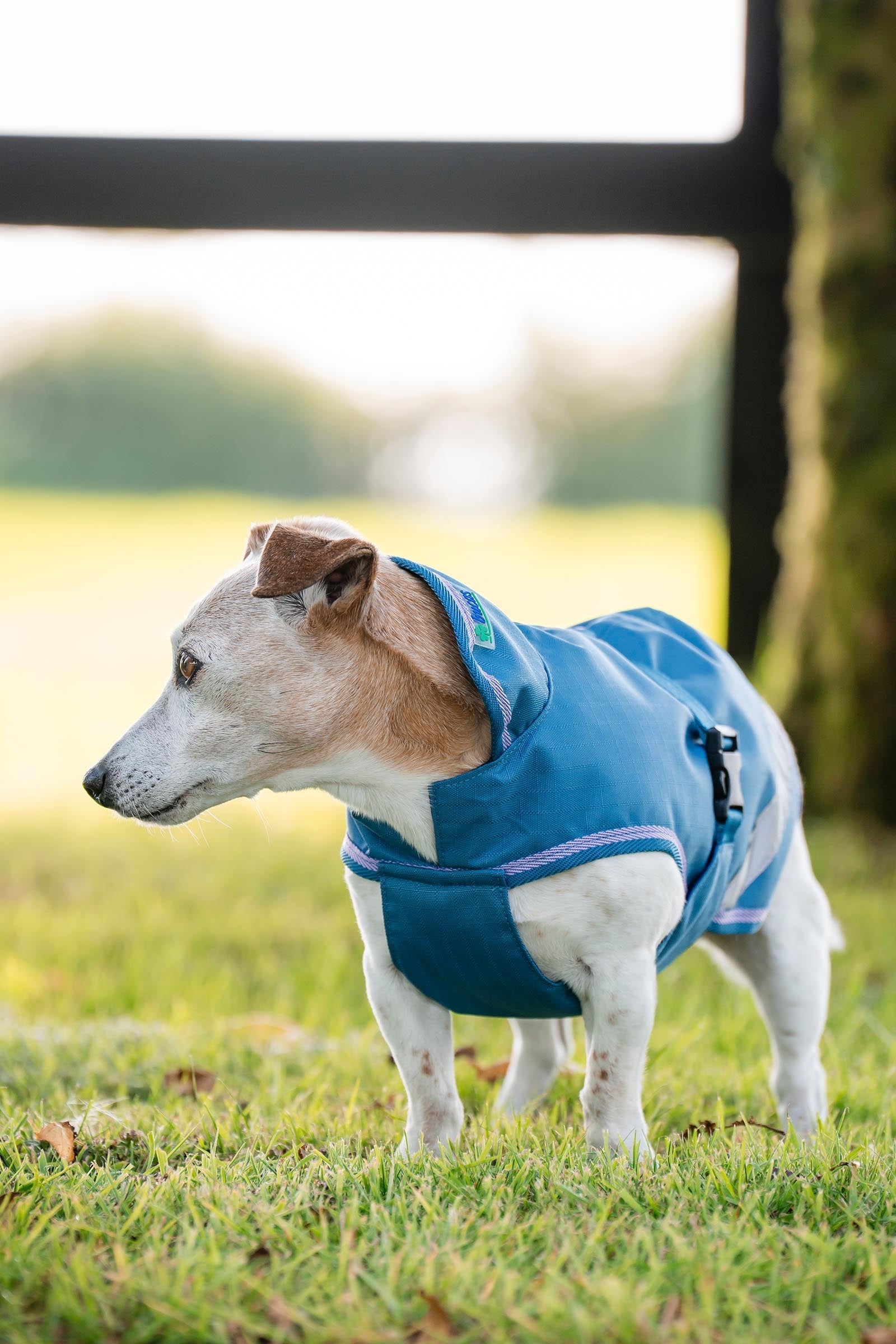 Bucas Freedom Dog Rug, 50g  (50-75 cm) Dog Accesories