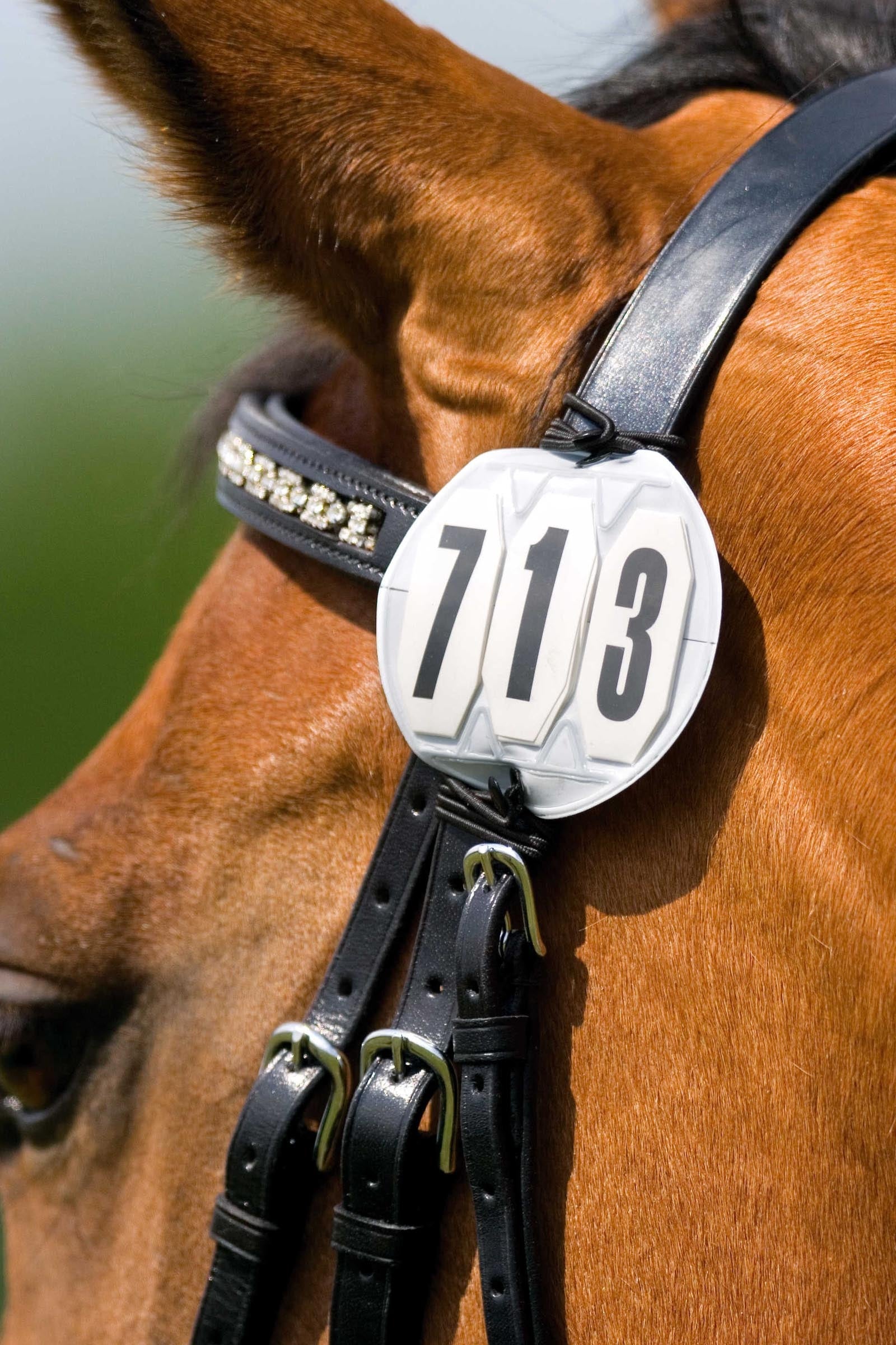 Equi Theme EQUITHÈME 3-Digit Starting Number, Round Women’s Riding Clothing