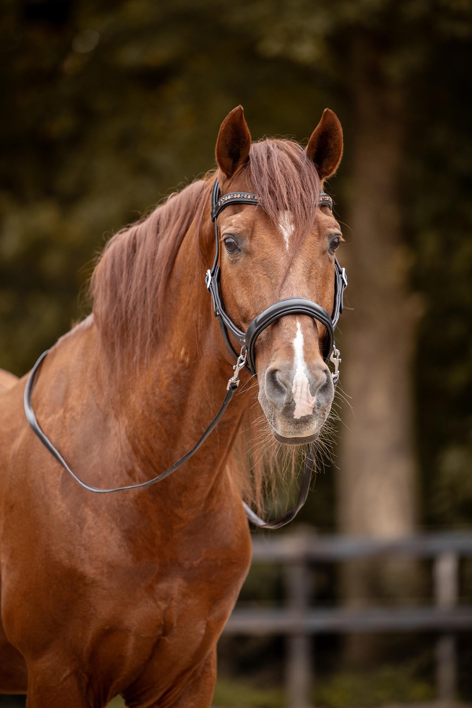 F.R.A. Freedom Riding Articles Moonlight Bitless Bridle, Side-Pull (System 3) Bridles & Reins