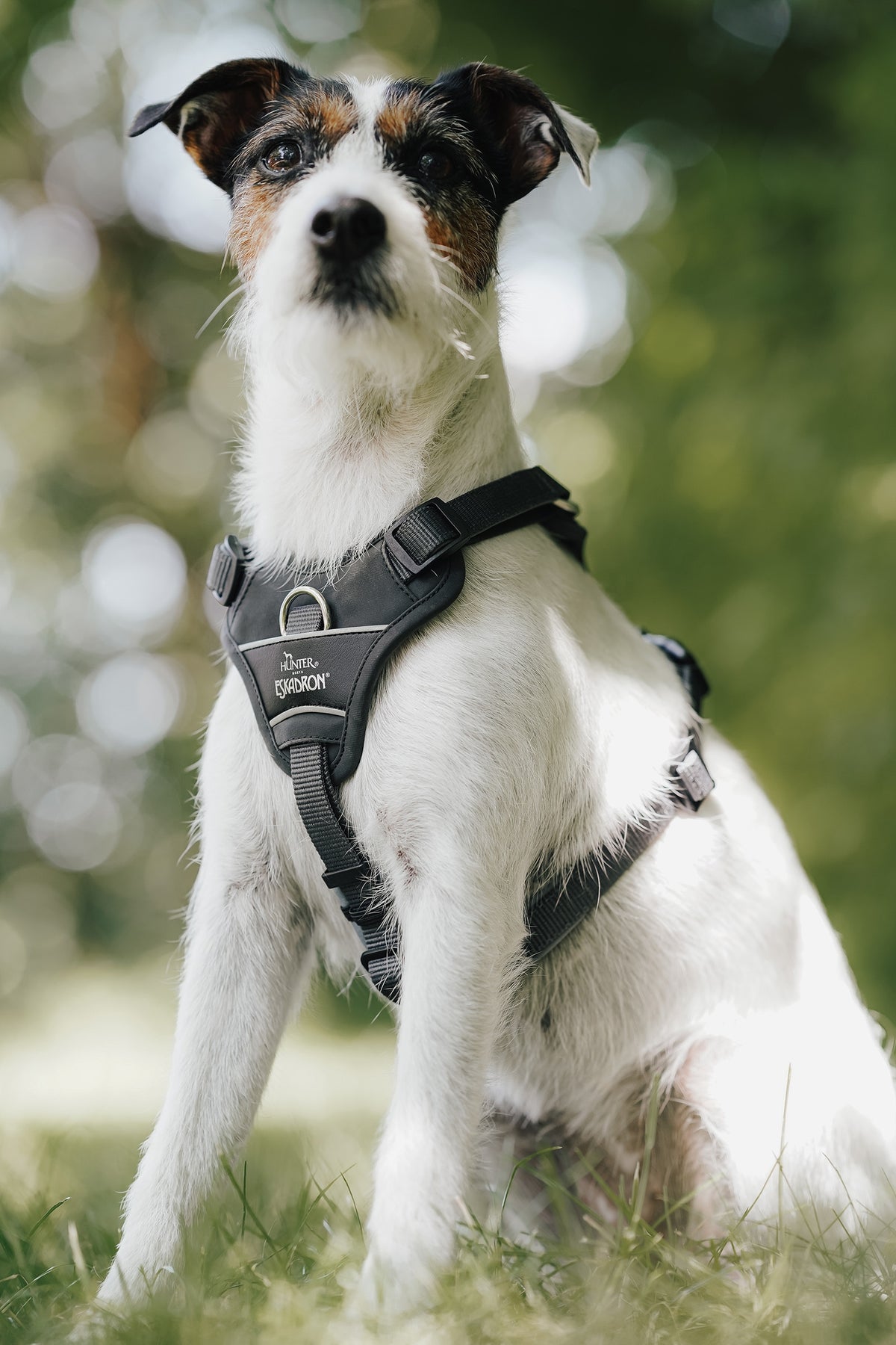Eskadron Hunter x ESKADRON MOTION REFLECT Dog Harness Dog Accesories