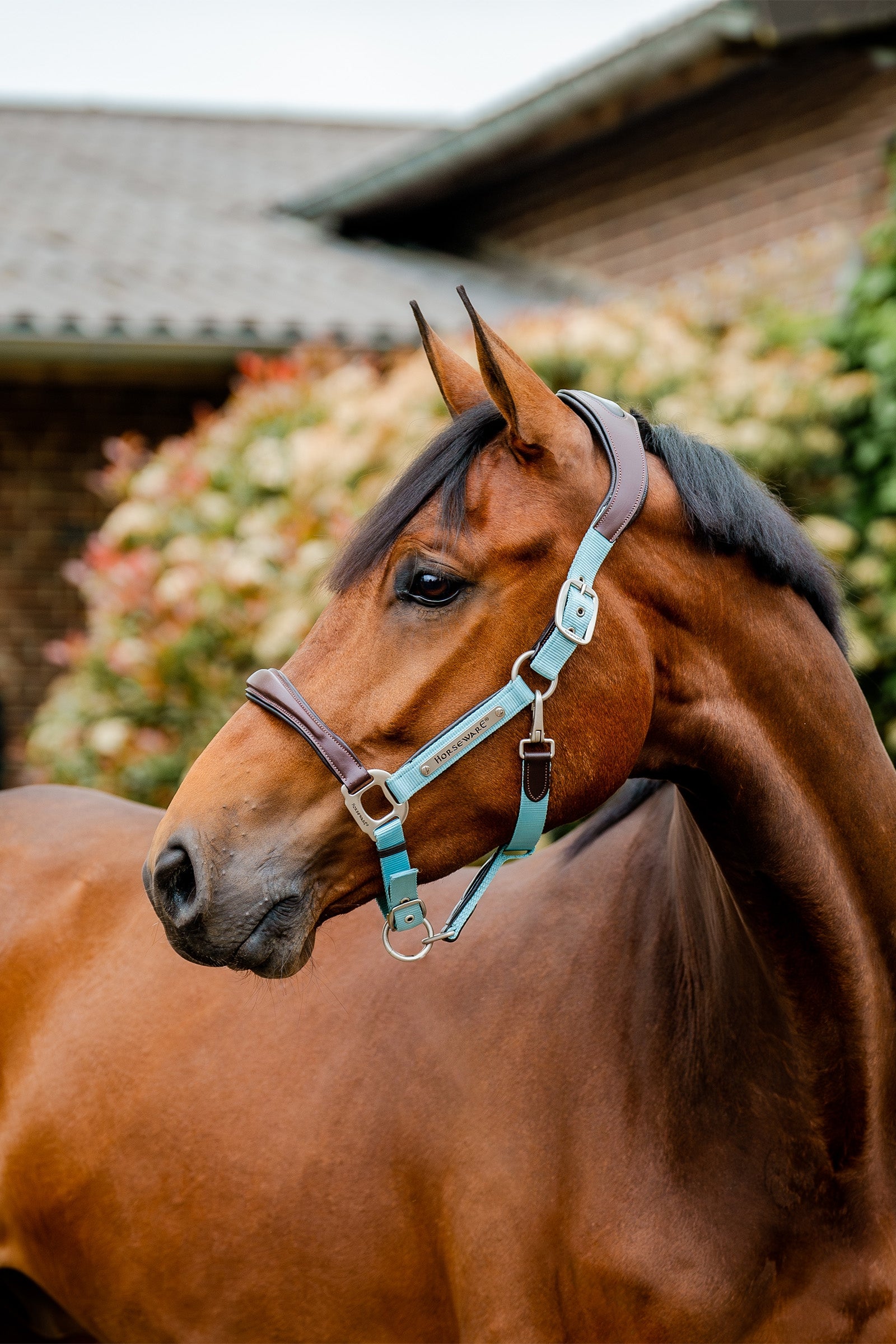 Horseware Signature Show Halter Grimer & Træktove