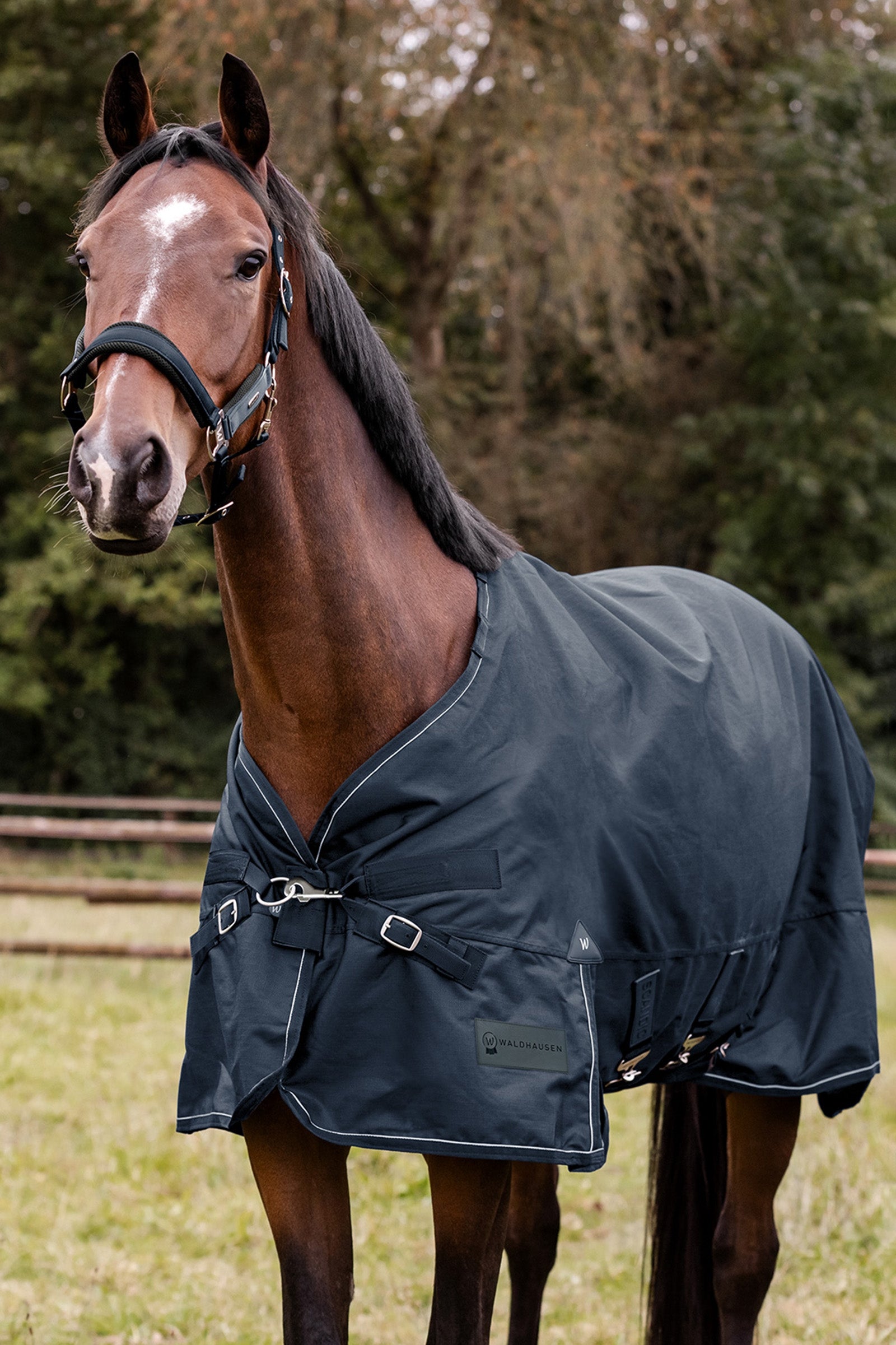 Waldhausen Outdoor Rug Scandic Multi-Layer 250 g/100 g Horse Rugs